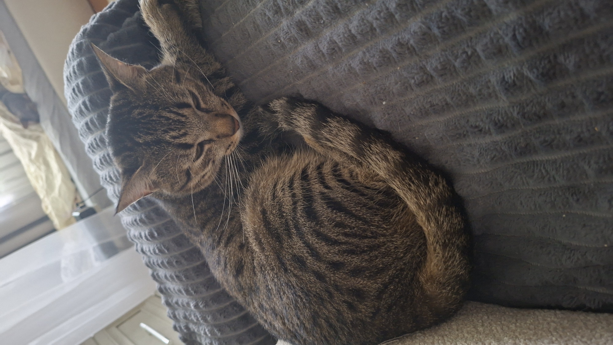 A tabby cat is sleeping curled up on a gray textured blanket. The cat's eyes are closed, and its head is resting on its paw. The cat has brown and black stripes. In the background, there is a blurred view of a room with a window and what appears to be a bed. The specific location in the city of Myadzyel, Belarus, is not discernible from the image.