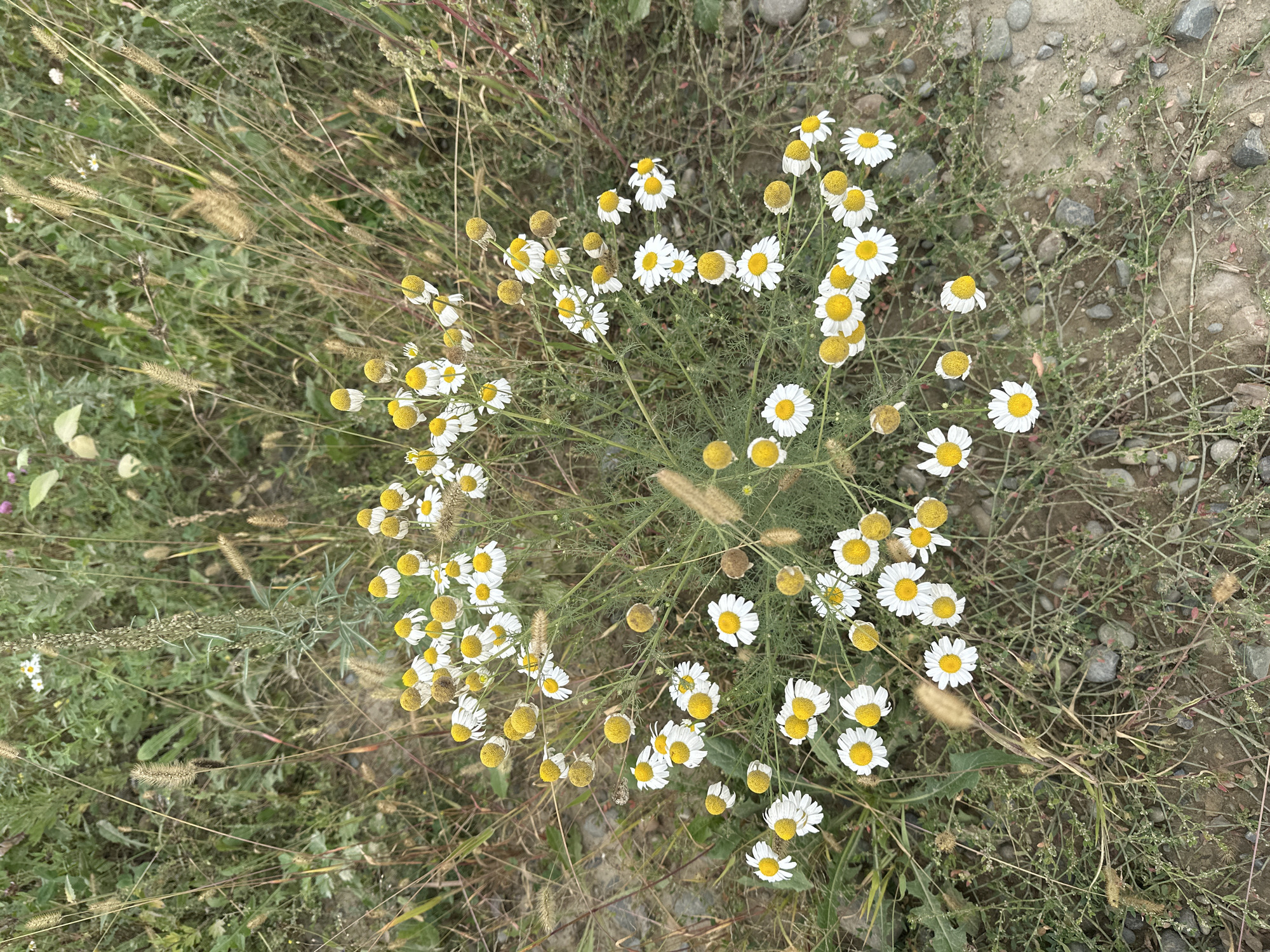 A patch of wild daisies with white petals and yellow centers blooms amidst dry grass and soil. The daisies are clustered together, with some fully bloomed and others in various stages of development. The background consists of tall, dry grasses and scattered pebbles. The scene appears to be an outdoor natural setting, possibly a roadside or undeveloped area, in Соколово, Russia. There are no people or animals visible in the image.