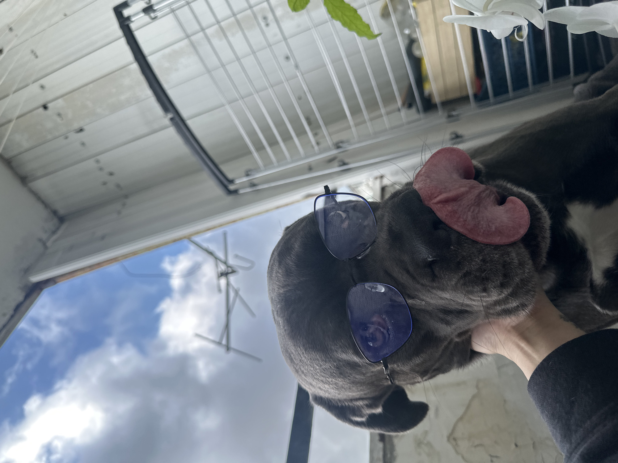 The image, taken in Varna, Bulgaria, captures a close-up, upward-angled view of a gray-colored dog, likely a bulldog breed, adorned with blue-tinted sunglasses resting on its nose. The dog's large, pink tongue is extended from its mouth, adding a humorous and relaxed element to its expression. A human hand, clad in a dark sleeve, is gently petting or holding the dog's chin and neck, indicating an affectionate interaction.
In the background, a bright daytime sky with patches of blue and white clouds is visible, suggesting fair weather. Above the dog, parts of a white building structure with horizontal paneling and a black metal wire grate or railing are present, consistent with an outdoor setting such as a balcony or terrace. A vibrant green leaf and a delicate white flower, possibly an orchid, are also seen in the upper frame, hinting at nearby vegetation. The overall atmosphere is playful and endearing, centered around the charming dog and its human companion.