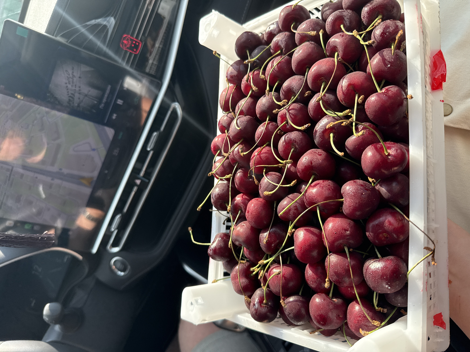 The image shows a white plastic crate overflowing with fresh, dark red cherries. The cherries are plump and appear slightly dewy, with visible stems attached to most of them. The crate is positioned inside a vehicle, with the dashboard and a screen displaying a navigation map visible in the background. Sunlight is hitting the scene, creating bright highlights on the cherries and the car's interior. A person's arm and hand are partially visible at the bottom of the frame, holding the crate. The environment suggests a warm, sunny day. The specific location in the city of Murom, Russia, is not discernible from the image.