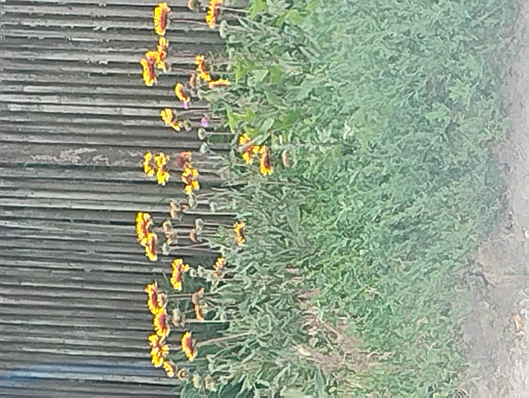 In an outdoor scene, a weathered wooden fence forms the backdrop for a cluster of bright yellow and orange flowers. The flowers, some with dark centers, stand tall on slender stems, interspersed with green foliage. A subtle pink hue can be observed on one of the flowers in the center. The ground in the foreground is covered with dry leaves and gravel. The overall impression is of a naturalistic garden setting.