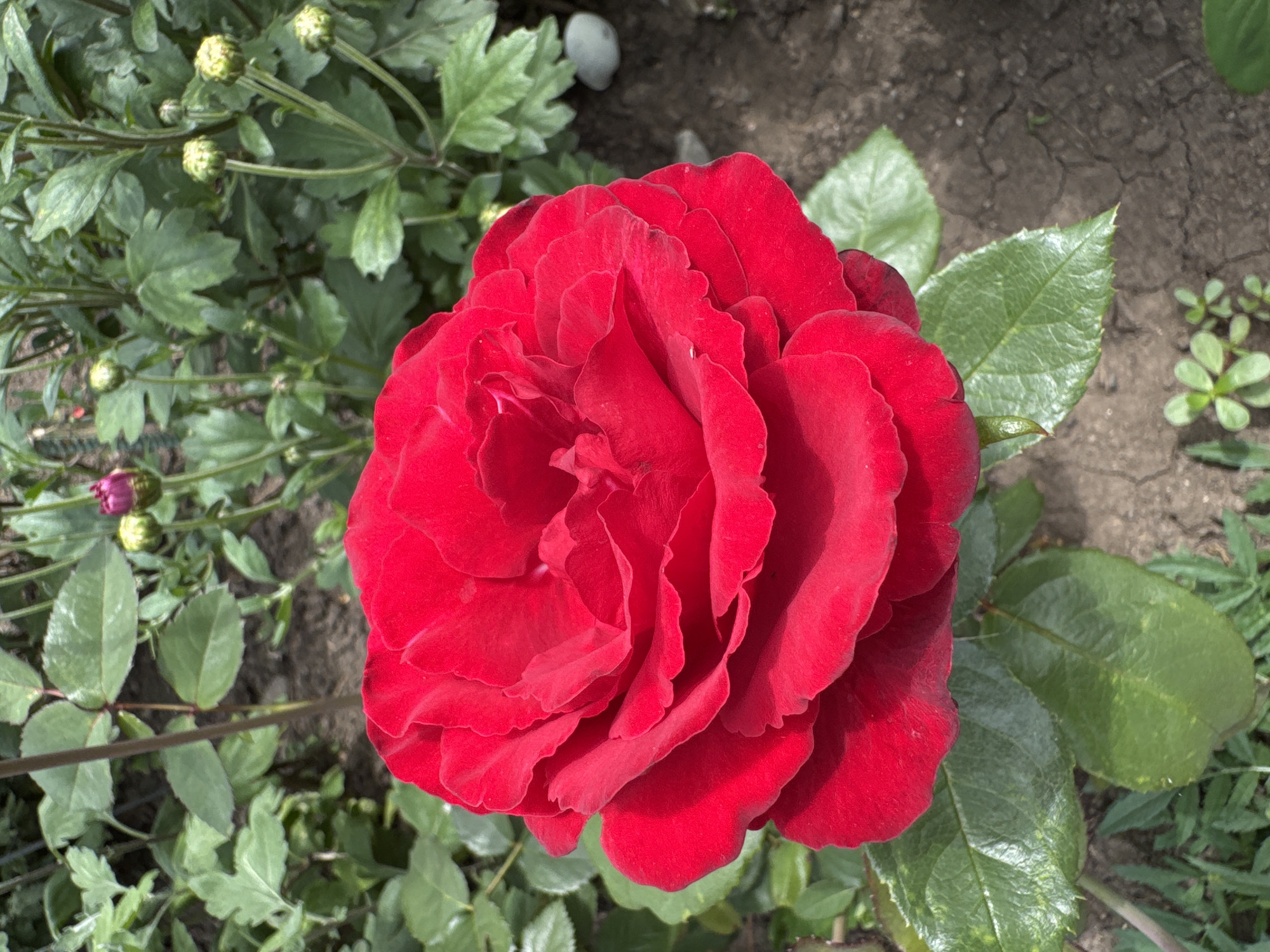 A close-up, eye-level, natural light outdoor shot features a vibrant red rose in full bloom. The rose dominates the foreground, its petals layered and textured, with a slight shadow cast on its lower left side. Surrounding the rose, the background is a blur of green foliage, suggesting a garden setting. Several unopened flower buds, some with a reddish-purple hue and others pale green, are visible among the leaves. The ground beneath the plants is dry, cracked earth. A thin, vertical, grey stem extends from the upper left corner, partially obscured by leaves. The scene is located in the city of Chuguyevka, Russia.