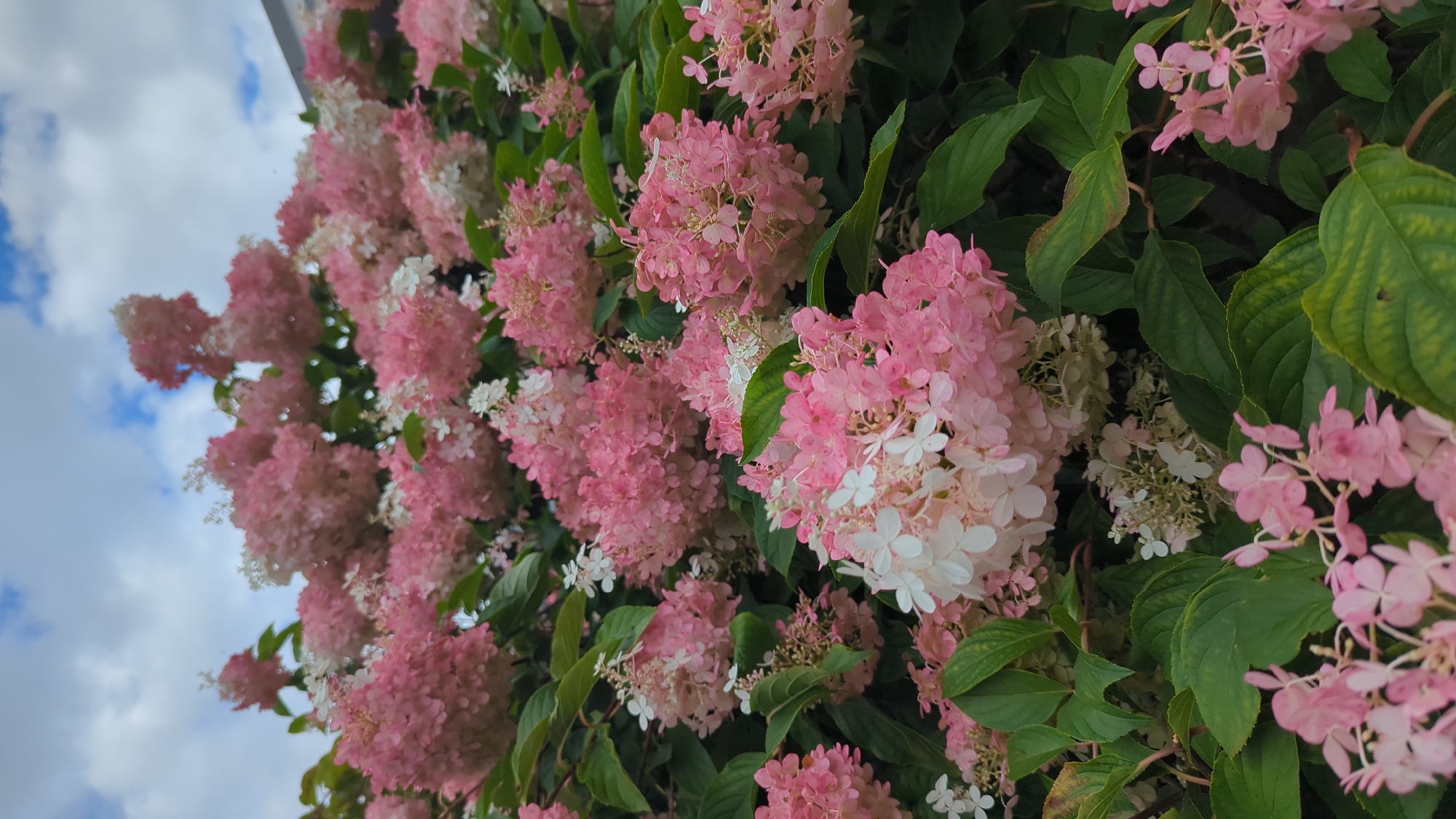 The image depicts a close-up view of a cluster of pink and white hydrangeas in full bloom against a backdrop of a cloudy sky. The flowers are the dominant subject, filling the frame with their soft, rounded clusters. The leaves are a vibrant green, providing a lush contrast to the delicate petals.
This scene is located in Montreal, Canada. Specifically, it appears to be a residential garden or a public park within the city, a common sight during the summer months. There are no people or animals visible in the image. The overall impression is one of natural beauty and a serene outdoor environment.