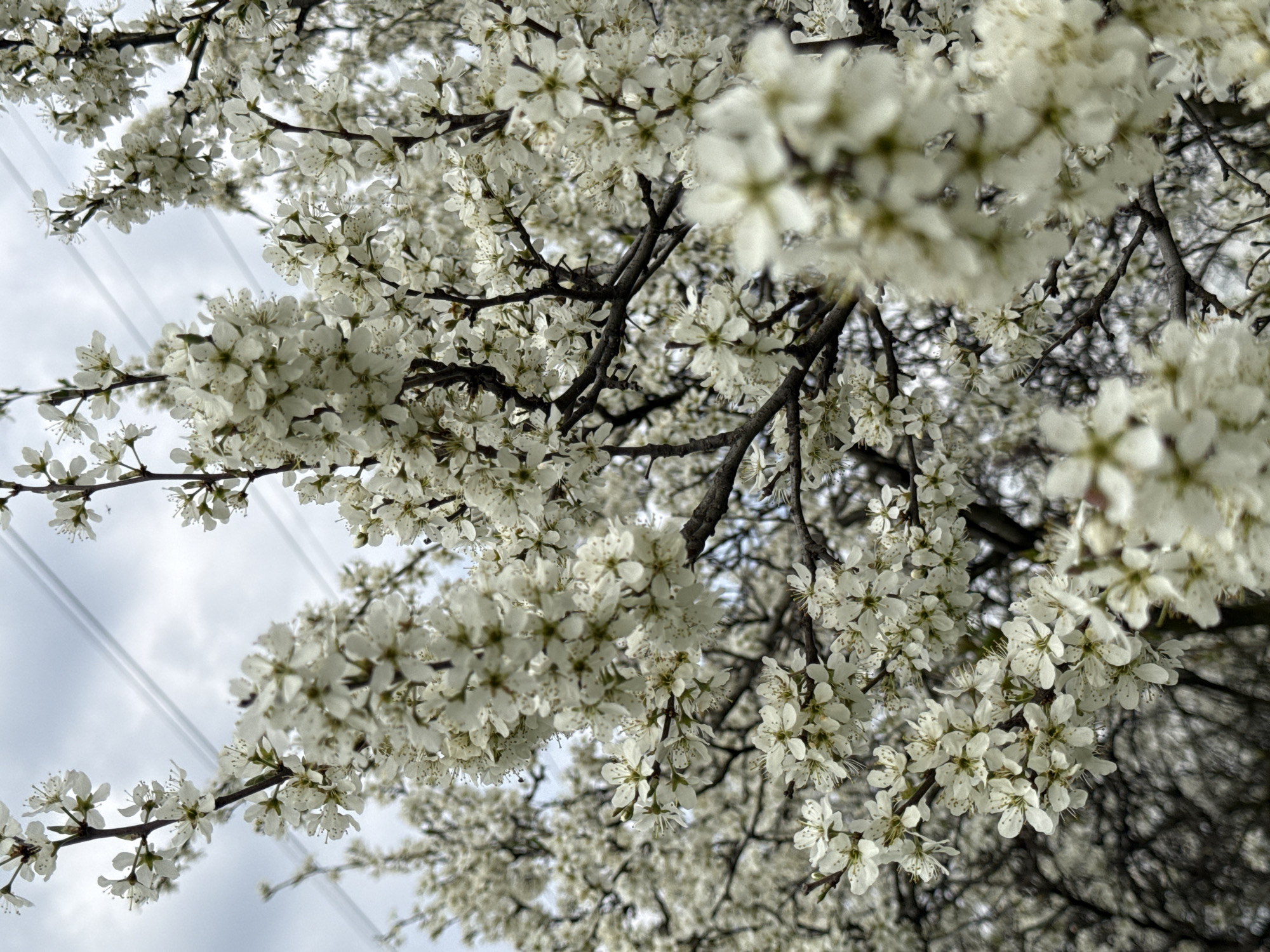Captured from a low angle, the image showcases a dense canopy of white flowers blooming on tree branches. The flowers appear to be small and clustered together, creating a full and intricate display. Thin, dark branches weave through the floral mass. In the upper left corner of the image, electrical power lines stretch across a cloudy sky. The location is Unknown, Unknown.