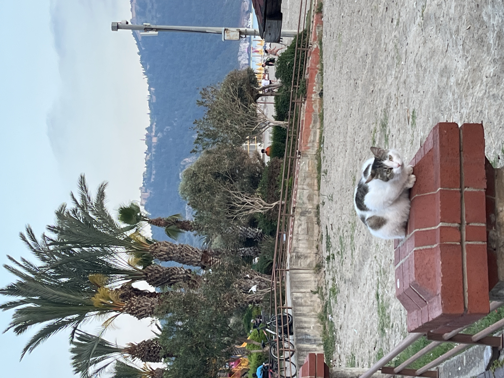 The image captures an outdoor scene in Alanya, Turkey, featuring a domestic cat in the foreground. The cat, predominantly white with brown and grey patches, is resting on a red brick pillar or low wall on the right side of the frame. Its head is slightly turned towards the left, with an observant expression.
To the left of the cat, several large palm trees with thick, textured trunks and green fronds are prominent, suggesting a tropical or subtropical environment. Beyond these trees, a paved path or walkway extends into the midground, lined by a metal railing. Several bicycles are parked along this railing.
In the background, a bustling beach or boardwalk area is visible, with colorful beach umbrellas and several people, some walking and one person wearing an orange shirt. Further back, a large, tree-covered mountain range dominates the horizon, meeting what appears to be the Mediterranean Sea. The sky above is overcast or hazy, casting a soft, diffuse light over the scene, indicating either early morning, late afternoon, or a cloudy day. A light pole or utility pole stands tall on the far left, extending into the sky. No visible text is present in the image. The overall atmosphere is tranquil, with elements of nature and urban life coexisting.