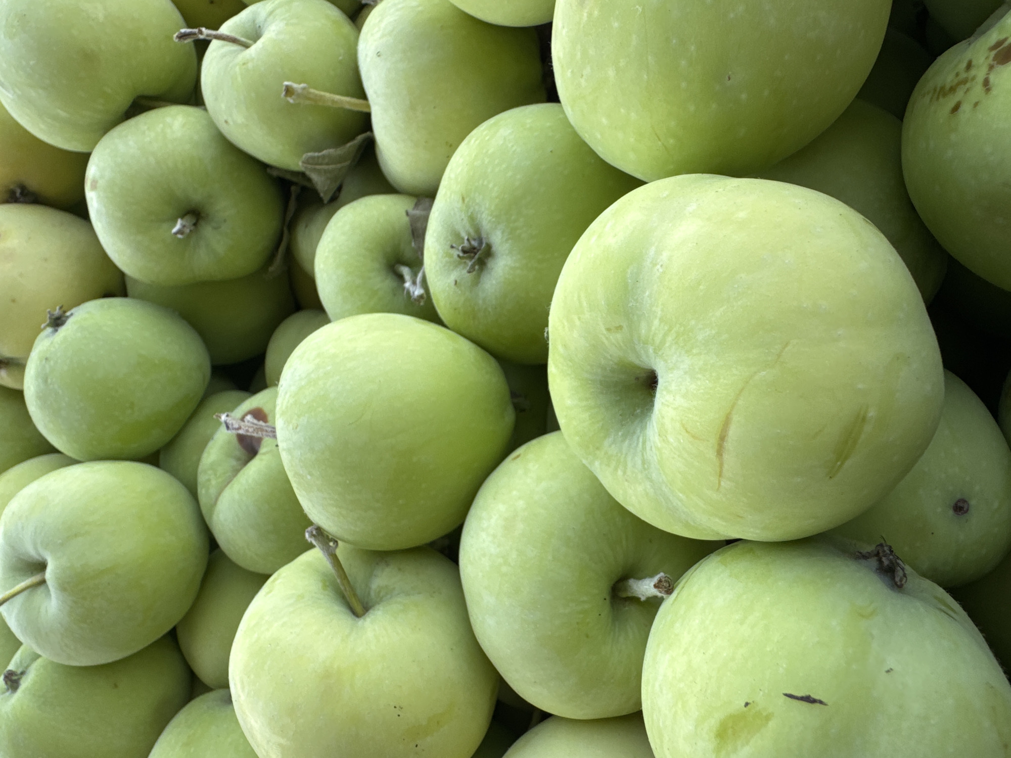 The image displays a close-up, overhead view of a large pile of bright green apples. The apples are fresh and appear to be freshly picked. The lighting is natural and even, highlighting the texture and color of the fruit. The scene is tightly cropped, with no background visible, suggesting the apples are in a container or being sold in a market. No people or actions are visible. The location is stated to be Shcherbanka, Ukraine.