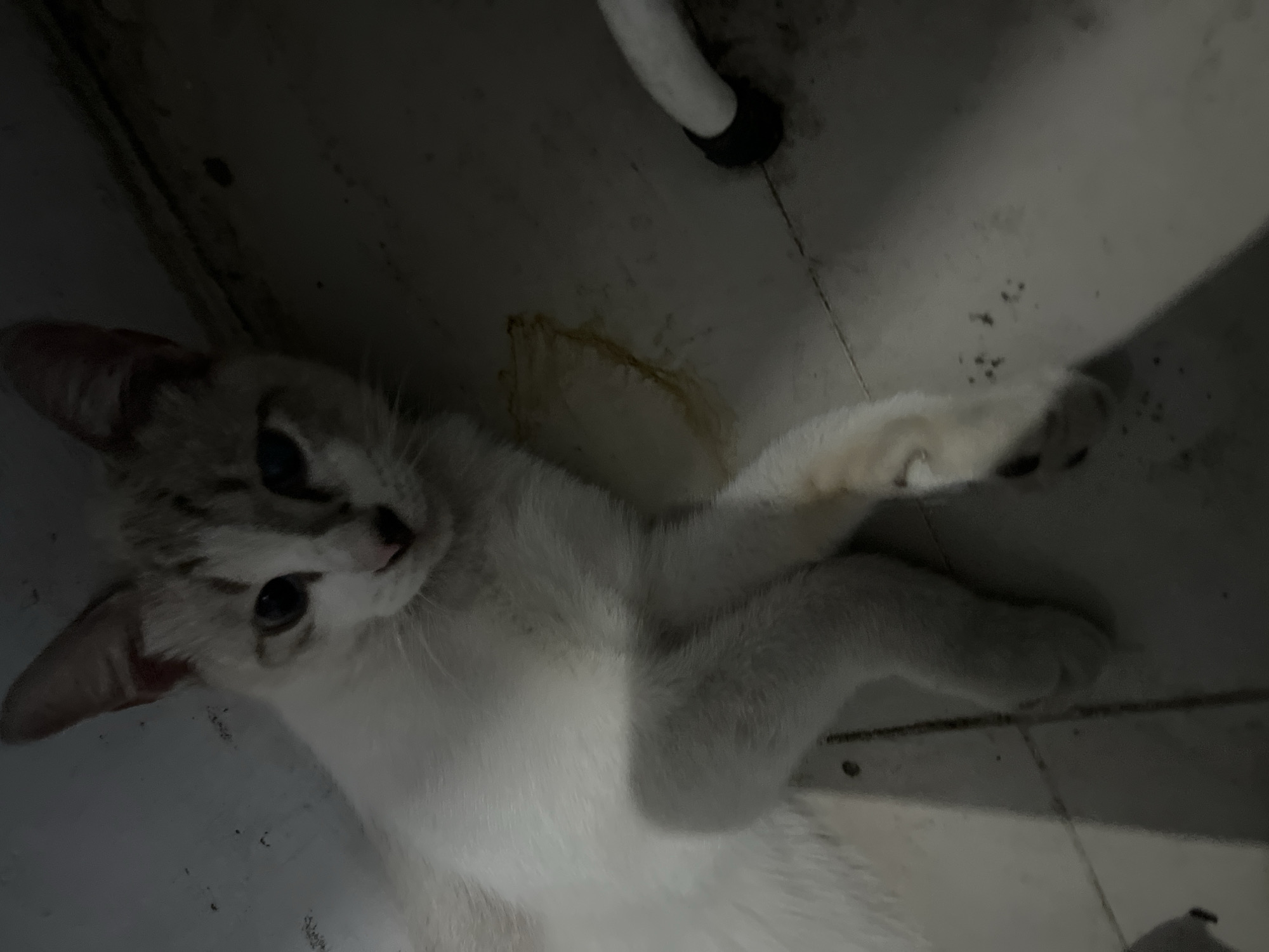 A white cat with light gray markings lies on a tiled floor in what appears to be a home or dimly lit interior space, possibly Klapanunggal, Indonesia. The cat's body is mostly white with subtle gray tabby markings on its head and along its back. It is lying on its side with its front paws crossed. The floor is tiled in a light color, with visible grout lines. There is a small, yellow stain on the floor near the cat's body. In the background, a white tube-like object with a black base is visible, possibly part of a piece of furniture. The lighting is dim, casting shadows and obscuring some details of the environment.
