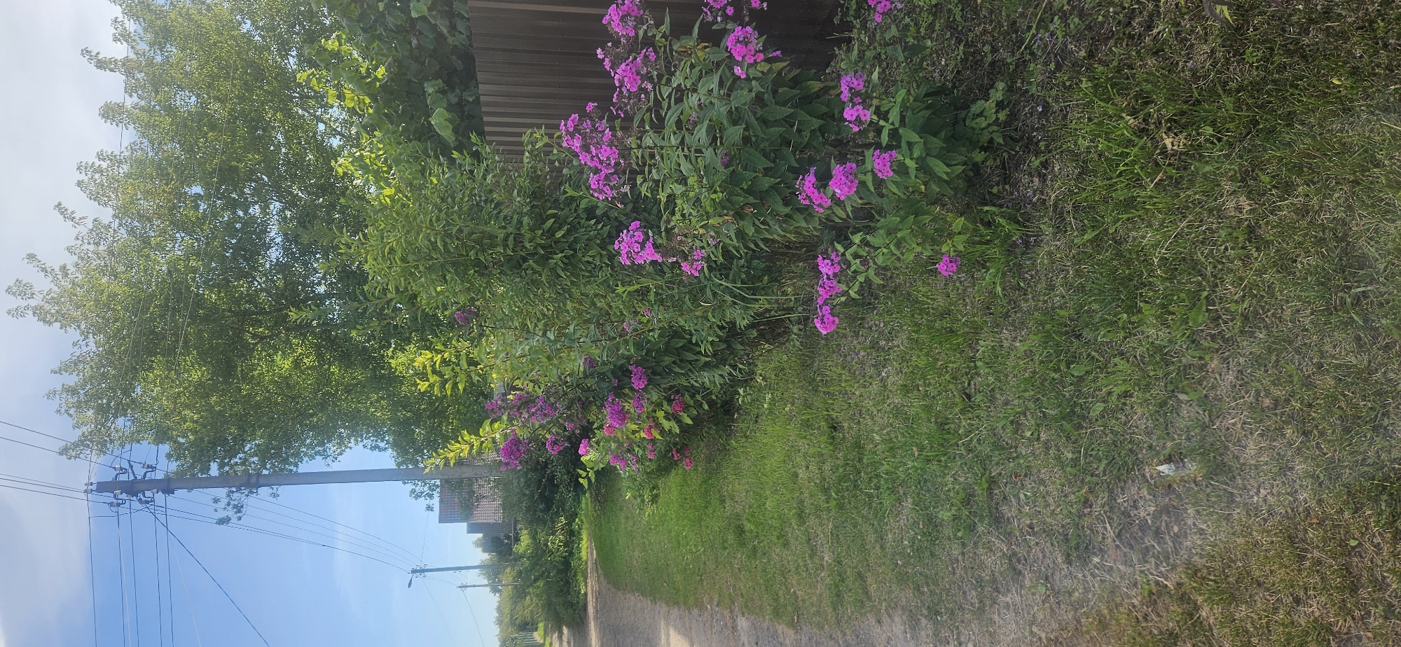 The image depicts a rural roadside scene with a dirt path on the left and a strip of green grass bordering a line of flowering bushes on the right. The bushes are laden with bright pink flowers. Beyond the bushes, a dark brown wooden fence runs horizontally. In the background, several houses with tiled roofs are visible, set back from the road. A utility pole with numerous wires is positioned on the left side of the frame, near the houses, with a street lamp visible further down the road. Lush green trees, some with dense foliage and others more sparse, dominate the upper portion of the image. The sky is a clear blue, suggesting fair weather. The scene appears to be in the city of Vitsebsk, Belarus, likely in a suburban or rural area on a sunny day.