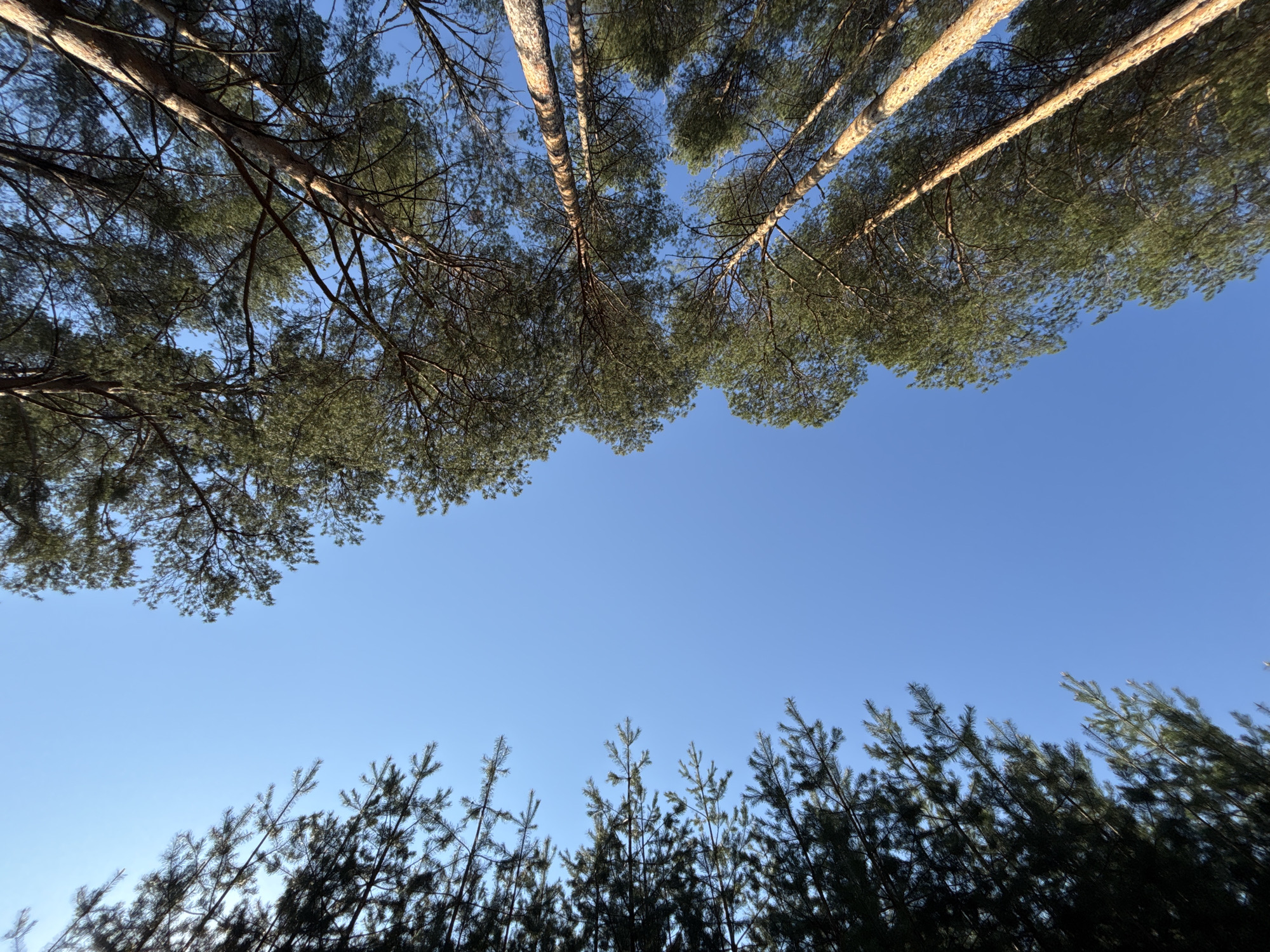 The image presents a view looking up through a forest canopy against a clear blue sky. At the top of the frame are tall, slender trees with light-colored trunks and dense green foliage, suggesting pine trees or similar conifers. Their branches spread out, partially obscuring the sky. At the bottom of the frame, there's a darker mass of trees, likely smaller and denser, with sharp, pointed tips. The central portion of the image is a bright, unblemished blue sky, creating a distinct separation between the upper and lower tree lines. The image was likely taken in a wooded area. The location of the image is Chaikovsky, Russia.