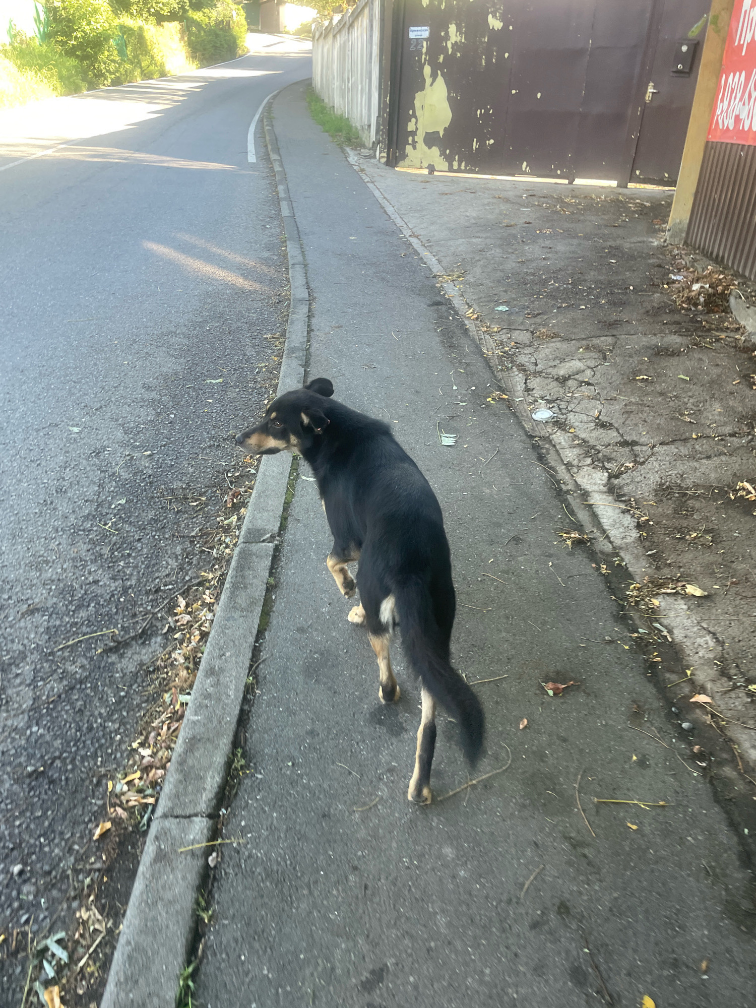 A medium-sized black dog with tan markings on its face and legs walks on a paved sidewalk next to a road. The sidewalk is cracked and littered with leaves and debris. The road is asphalt and curves to the left, with a grassy embankment on the opposite side. A weathered fence and building are visible on the right side of the sidewalk. The scene appears to be in an urban or suburban area. The location is specified as Baranovka, Russia.