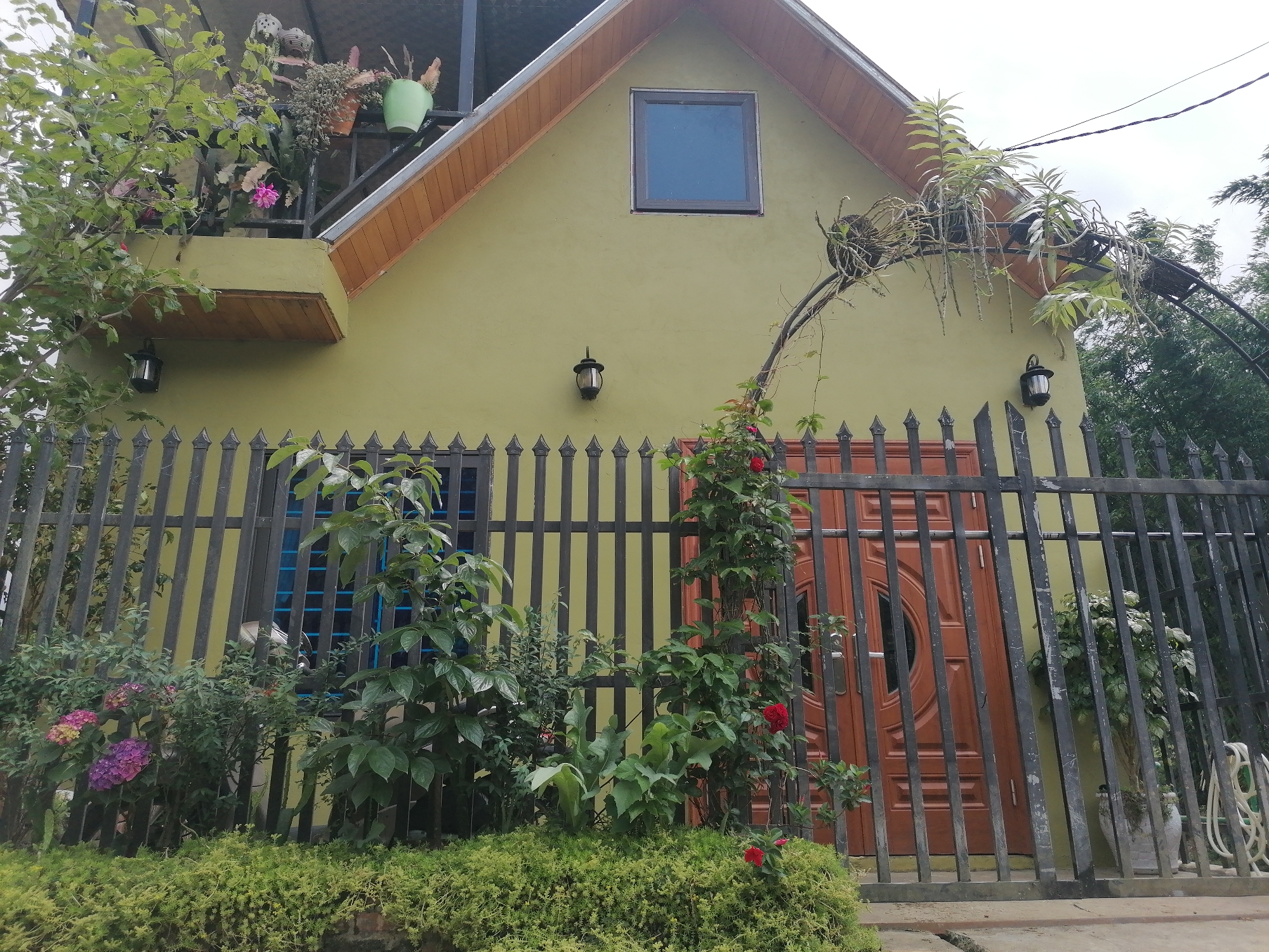 This full-shot image captures the front exterior of a two-story house, featuring a vibrant garden and a protective fence. The house, situated in what is likely Sa Pa Ward, Vietnam, has an olive-green or light-green stucco facade and a prominent A-frame roof with brown wooden eaves and trim. A small balcony on the left side of the upper story hosts several potted plants, including one with pink flowers and a large light-green pot. A rectangular window is centered in the upper gable. Two black lanterns are affixed to the house wall, one below the balcony and another to the right.
In front of the house stands a black metal fence with vertical bars topped by sharp spikes, which also forms a gate in the center-right. A rich variety of plants thrives around and through the fence. A large leafy bush or tree occupies the left foreground, partially obscuring the house. Near the left fence, colorful hydrangea blooms in shades of pink and purple add splashes of color. Red roses, some in full bloom and some as buds, climb an arched metal trellis that spans over the gate. Lush green ground cover plants line the bottom of the fence, and other leafy shrubs and plants are interspersed throughout the garden.
Through the gate, a brown wooden front door with a distinctive circular glass panel and vertical grooves is visible. To the right of the door, a large potted plant sits behind the fence, and a white garden hose is neatly coiled on the ground. The lighting suggests it is daytime, likely overcast, creating soft, diffuse illumination without harsh shadows. No people or activities are visible, presenting a serene and well-maintained residential scene. There is no visible text.