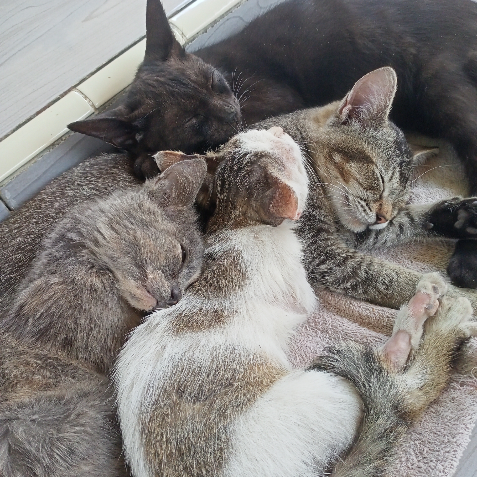 In Kedung Dowo, Indonesia, four domestic cats are observed sleeping closely together on a textured, pinkish-beige blanket. The cats are of varying fur patterns and colors, including a solid black cat, two tabby cats, and one cat with a white and brown speckled coat. Their bodies are intertwined, suggesting a communal sleeping arrangement. The environment appears to be indoors, with a grey tiled floor and a white baseboard visible in the background. The lighting is neutral, highlighting the textures of the cats' fur and the blanket.