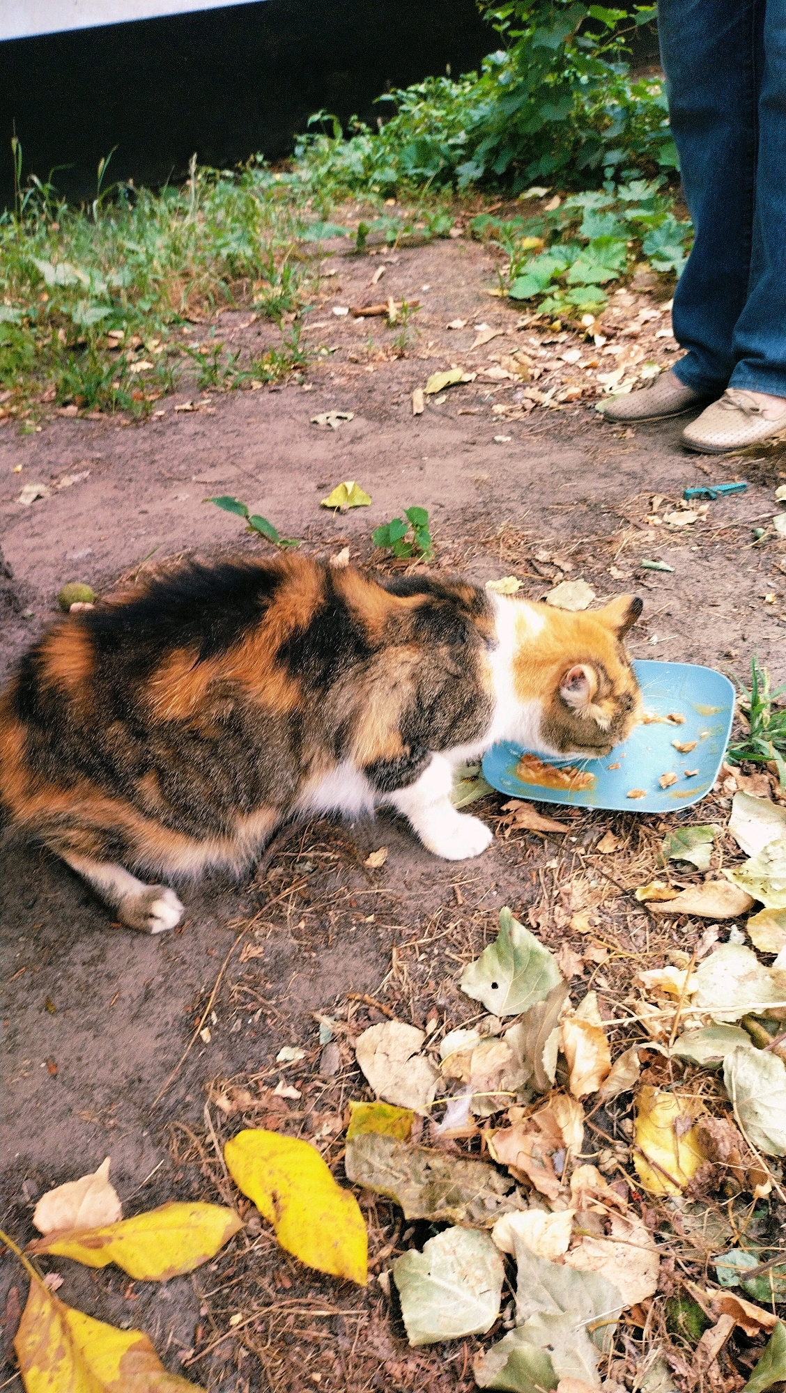 A calico cat is eating from a blue dish on the ground. The cat has patches of orange, black, and white fur. The dish contains wet food. The ground is dirt and covered with fallen leaves and grass. In the background, a person wearing blue jeans and tan shoes is standing. This image was taken in Horishni Plavni, Ukraine.