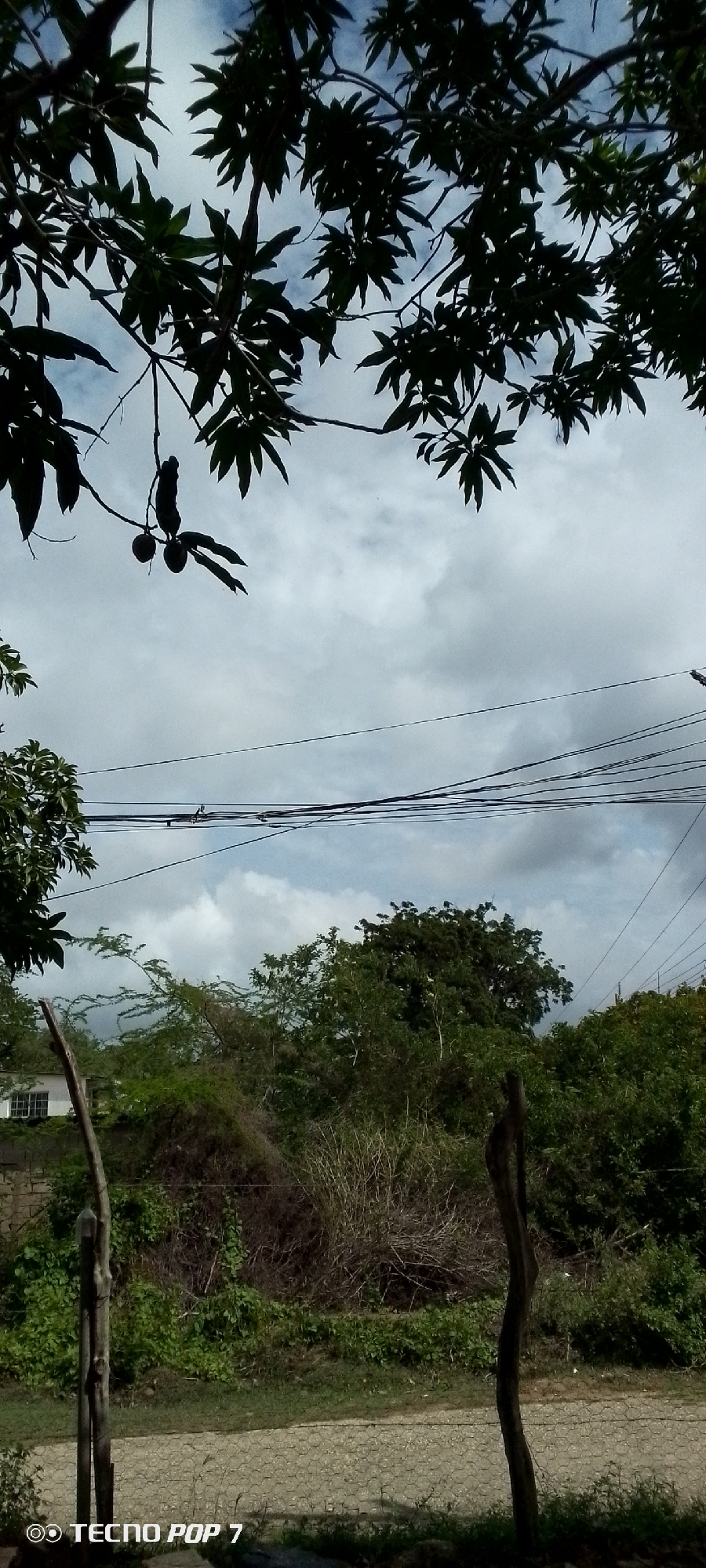 The image depicts an outdoor scene with a cloudy sky overhead. In the foreground, tree branches with dark green leaves hang down from the top of the frame. A cluster of what appear to be small fruits or seed pods hangs from a thin branch in the center-left of the image. Below the branches, a line of utility wires stretches horizontally across the middle ground. Further down, lush green vegetation, including bushes and trees, fills the landscape. A portion of a white building with a visible window is present on the far left, behind some foliage. Two rustic wooden posts stand vertically in the lower half of the image. The ground in the bottom foreground appears to be a gravel or dirt path. A watermark at the bottom left corner reads "TECNO POP 7". The scene suggests a natural, possibly rural or semi-urban environment. The location is identified as Altagracia, Venezuela.