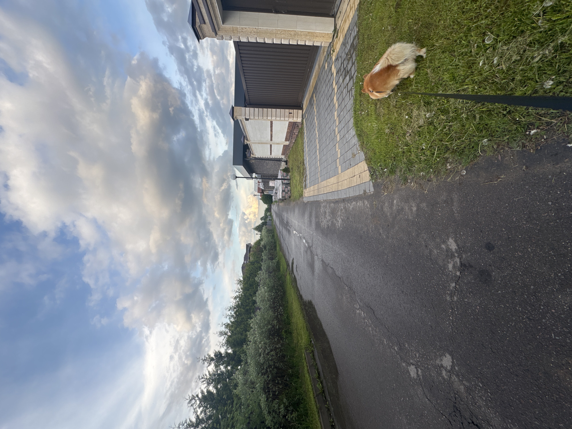 The image depicts a street scene in Зеленые Холмы Кп, Russia. A wet asphalt road stretches into the distance, flanked by a row of trees on the left. On the right, a modern building with a brown metal gate is visible, next to a paved walkway and a grassy area. A medium-sized, reddish-brown dog is on the grass, attached to a black leash. The sky above is filled with clouds.
