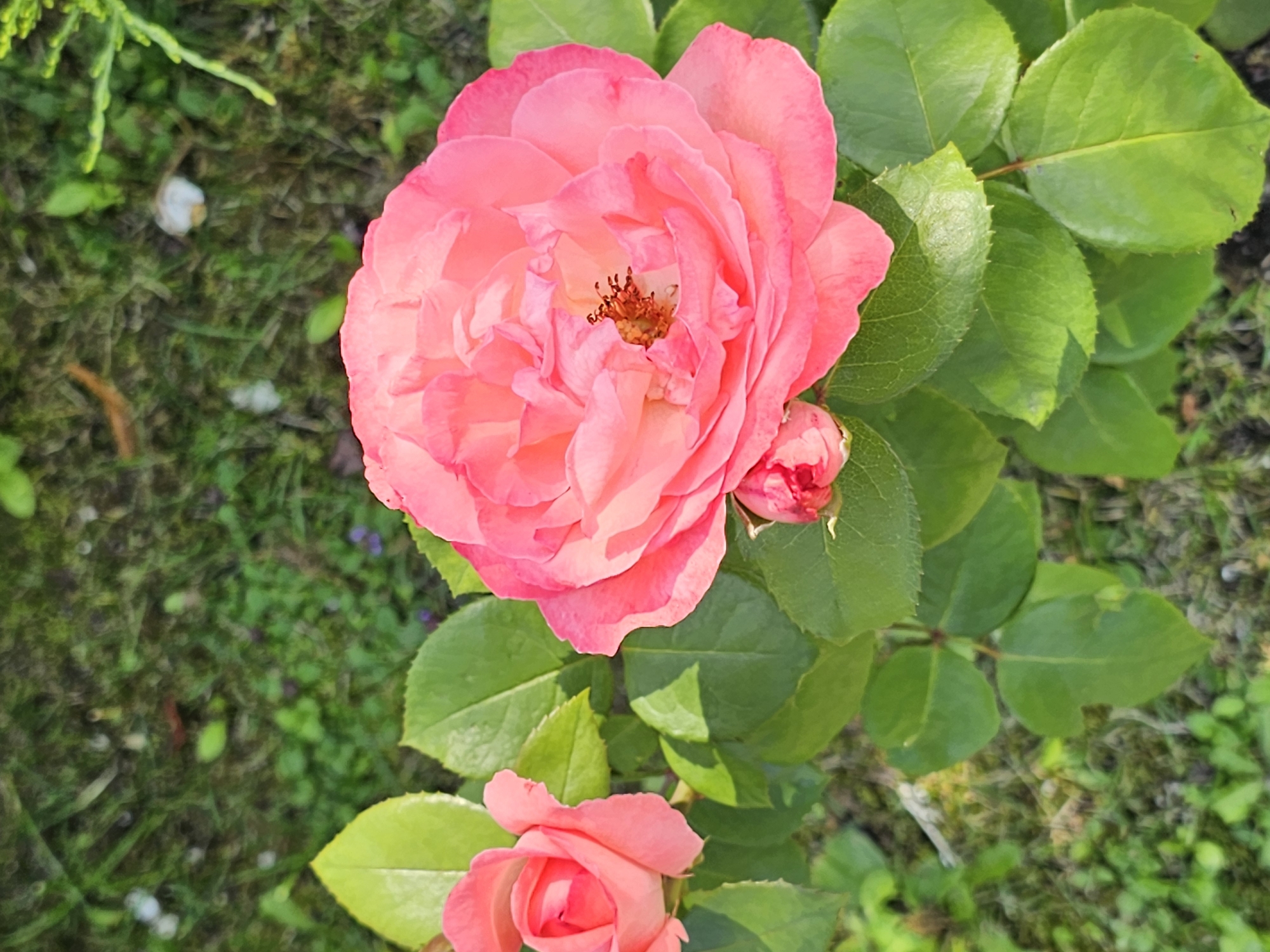 The image shows two pink roses and a rosebud with green leaves against a background of grass and soil. The roses are in full bloom and are the primary subjects of the image. The larger rose, in the foreground, is a vibrant pink with delicate petals and visible stamens in its center. To its left, a smaller, tightly furled rose is also visible. A small, unopened bud is located below the larger rose. The leaves are a rich green, some with serrated edges. The background is out of focus, suggesting a garden setting with sparse grass and some small, scattered debris. No people or specific Moscow landmarks are visible. The lighting indicates it is daytime, likely sunny.