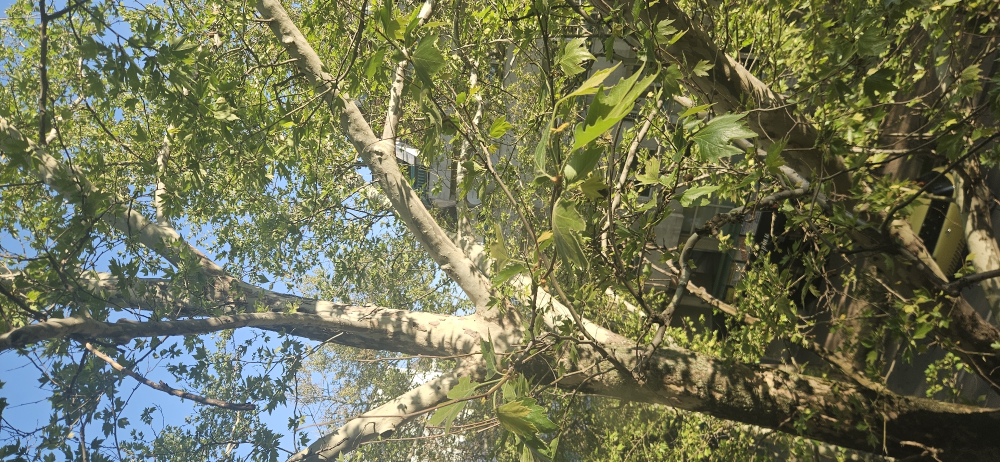 From a low angle, the photograph captures a tree with light-colored bark and green leaves against a backdrop of sky and a building. The tree's branches extend across the frame, with some leaves appearing sharp and well-defined. The building is partially visible through the foliage and light spots. The location is Plovdiv, Bulgaria.