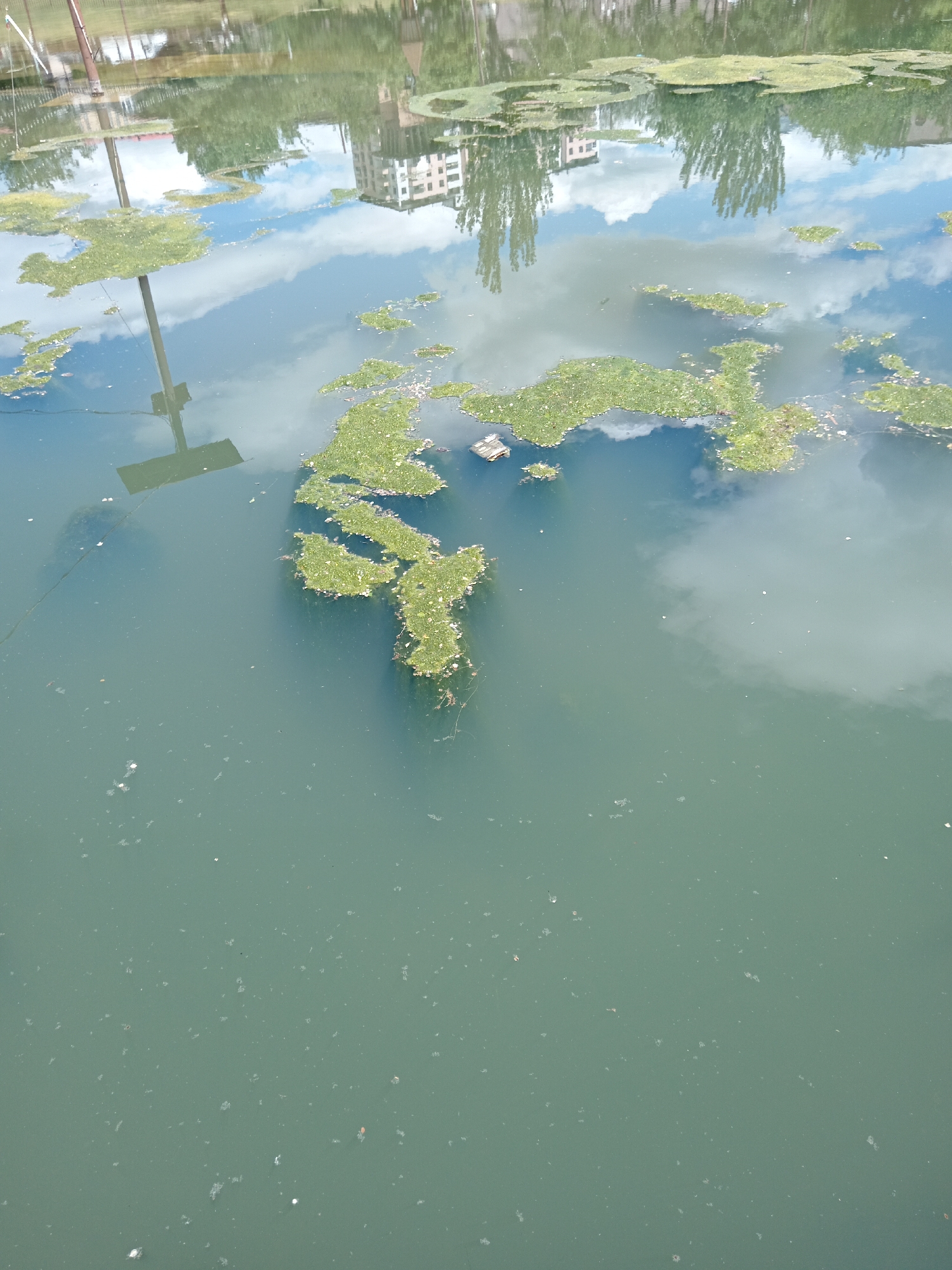 The image depicts a body of water, likely a lake or pond, located in an urban area of Unknown, Unknown. The water is murky and green with visible algae and debris floating on the surface. Reflections of buildings, trees, and clouds are visible in the water. A metal pole with a small, flat piece at the bottom extends into the water.
