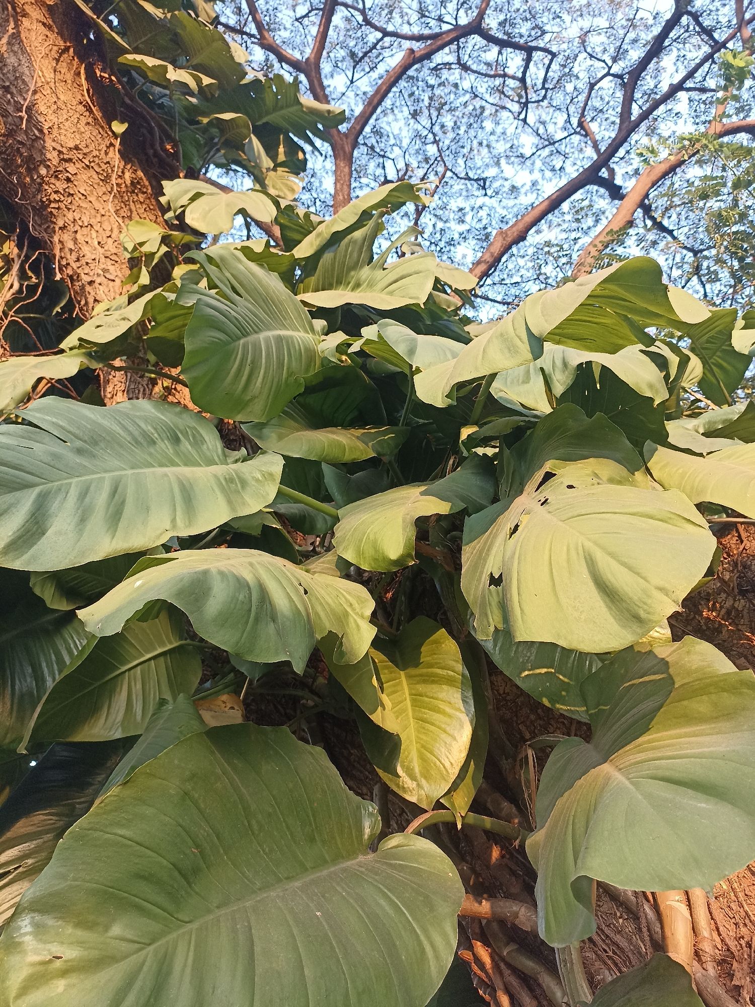 This image shows a close-up view of large, green leaves of a vine plant growing on the trunk of a mature tree. The leaves are broad and heart-shaped, with prominent veins. Some of the leaves have holes or tears in them. The tree trunk is textured and appears rough. In the background, the branches of the tree are visible against a bright, pale blue sky. The lighting suggests it is either early morning or late afternoon, casting warm light on the tree trunk and some of the leaves. The environment appears to be outdoors, possibly in a park or garden. The image does not contain any people or explicit actions. There is no information in the image that specifies a location within the city of Dapur, Indonesia.