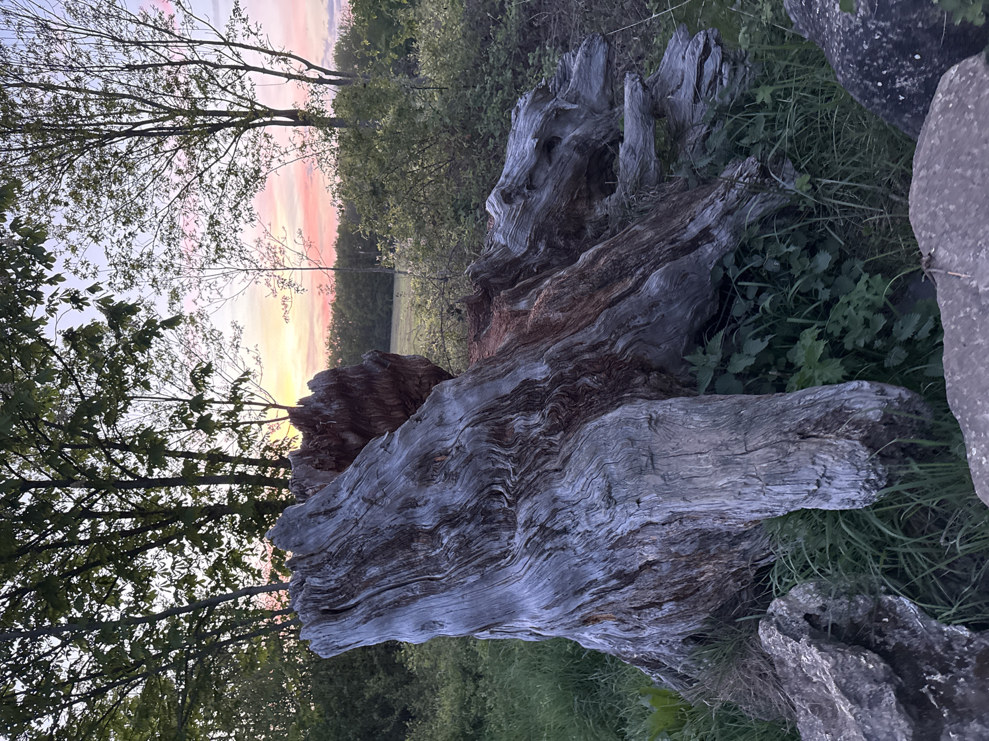 This media file presents a tranquil outdoor scene at dusk, set in Gometz-le-Châtel, France. The primary subject is a large, weathered, and gnarled fallen tree trunk or stump, occupying the foreground and mid-ground. Its wood exhibits striking grey, silver, and reddish-brown hues with distinct, wavy grain patterns, suggesting significant age and exposure. A particularly notable feature is a section of the trunk that remarkably resembles a skeletal face or head, complete with hollow eye sockets and an open "mouth," lending an intriguing, almost mystical quality to the natural formation.
Green grass and various small plants grow around and within the crevices of the fallen trunk, indicating ongoing natural processes. In the background, a line of deciduous trees and dense green foliage frames a field, silhouetted against a colorful sunset sky. The sky displays soft gradients of pink, orange, yellow, and pale blue, confirming the late evening or early morning time of day.
To the right, two large, irregularly shaped grey stones or rocks are partially visible, adding further texture and elements to the natural composition. No people or specific activities are depicted, underscoring the serene and untouched nature of the landscape. There is no visible text. The image evokes a sense of peaceful solitude and appreciation for the intricate beauty found in nature's decay and rebirth, bathed in the soft, evocative light of twilight.