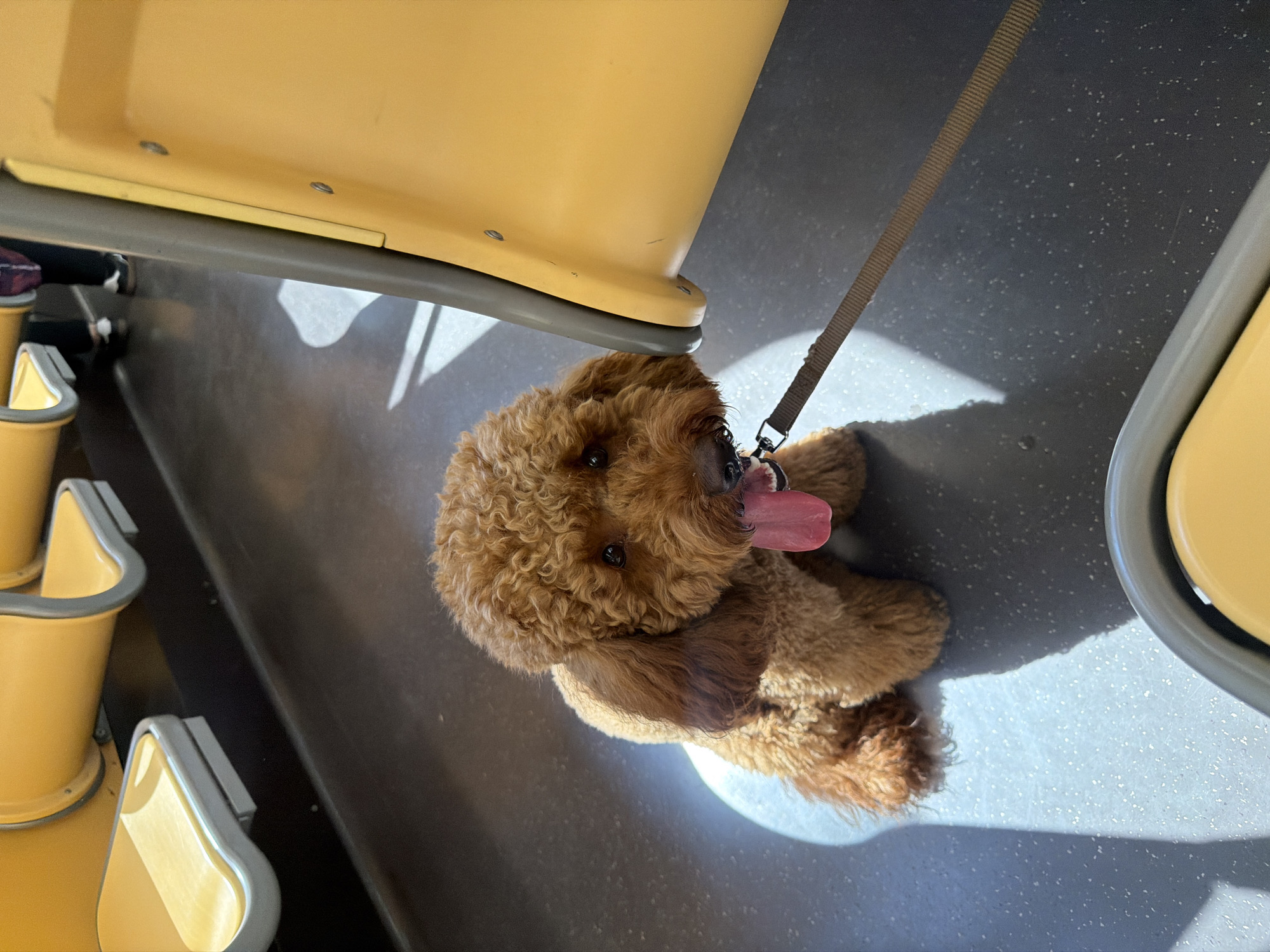 A medium-sized brown poodle lies on the speckled gray floor of what appears to be a public transportation vehicle, likely a tram or bus. The dog is on a leash, and its tongue is hanging out. Seating is visible near the dog. The color scheme of the bus or tram is yellow and gray. The location is assumed to be Milan, Italy, but it's inferred from public information.