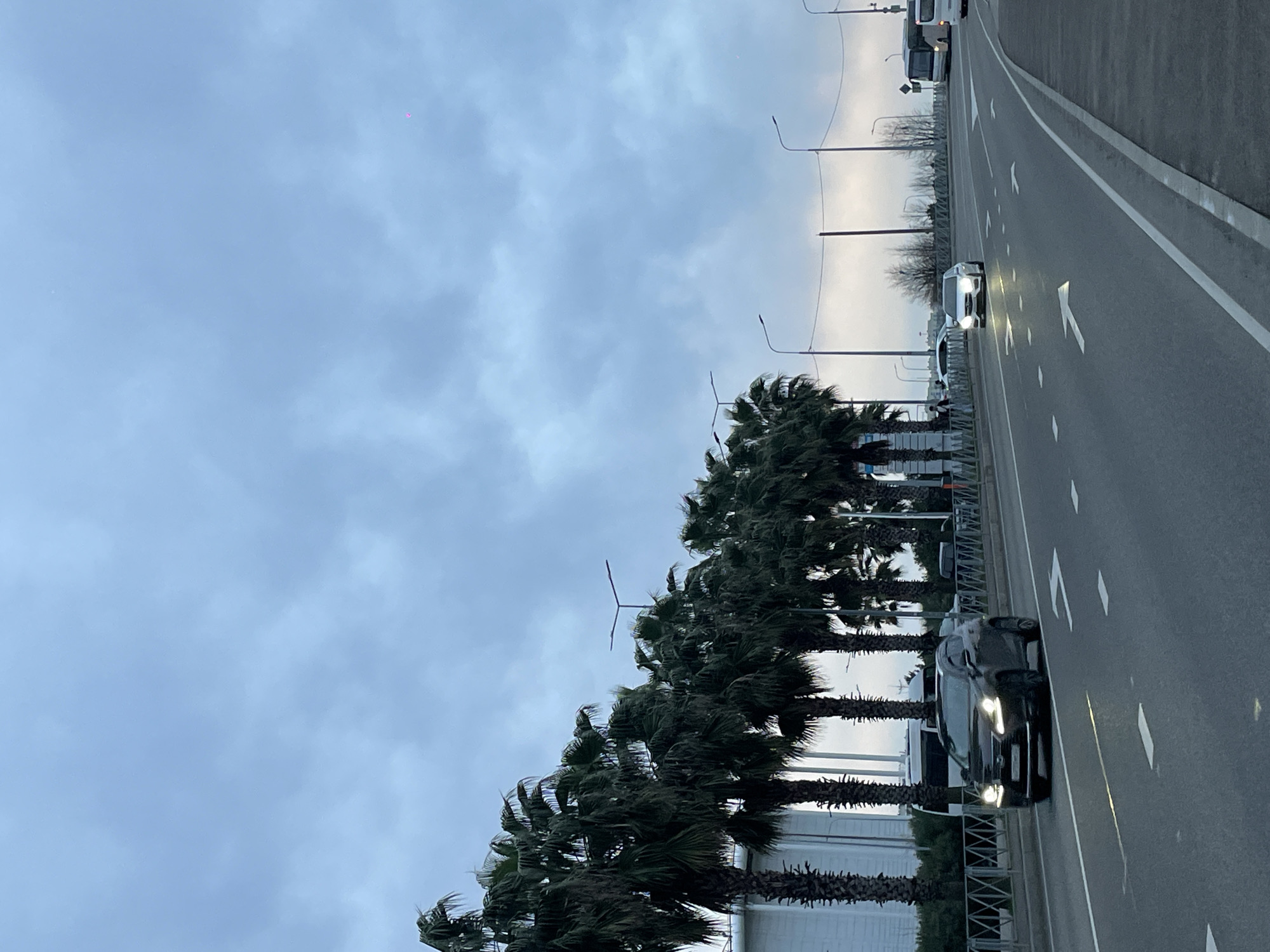 The image depicts a road scene in Sochi, Russia, lined with palm trees and streetlights. The sky is overcast. Multiple vehicles are on the road, including cars and a bus. A metal barrier separates the road from the palm trees. The road is marked with white lines and arrows indicating direction.