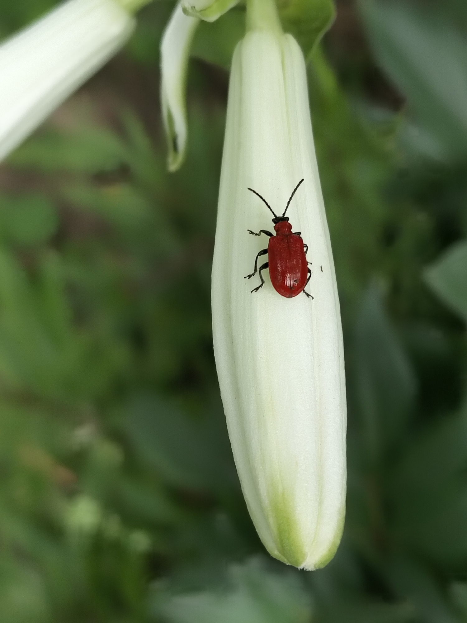 A red beetle with black antennae and legs is resting on a closed white flower bud. The bud is elongated and tapers to a point, with faint green at its base. The background is a soft focus of green foliage. The image is a close-up, macro photograph. The location is Biliaivka, Ukraine.