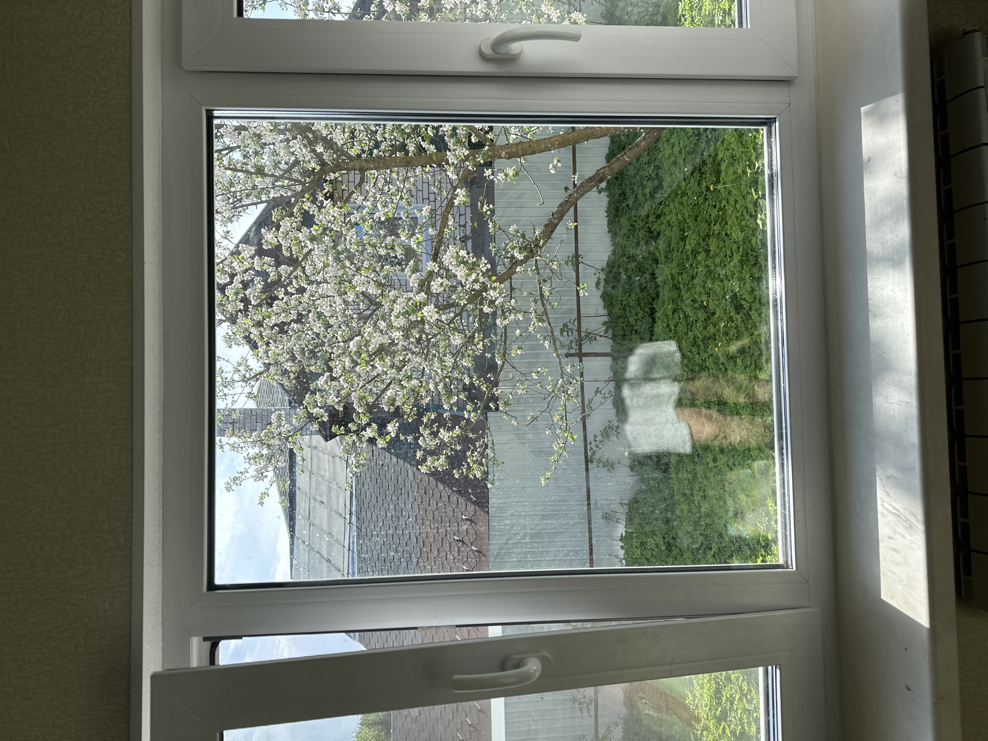 A window in Nizhny Novgorod, Russia, is partially open, revealing a view of a blossoming tree with white flowers, a dark-roofed building, and a green hedge. The window frame is white, and sunlight illuminates the interior wall to the right of the window.