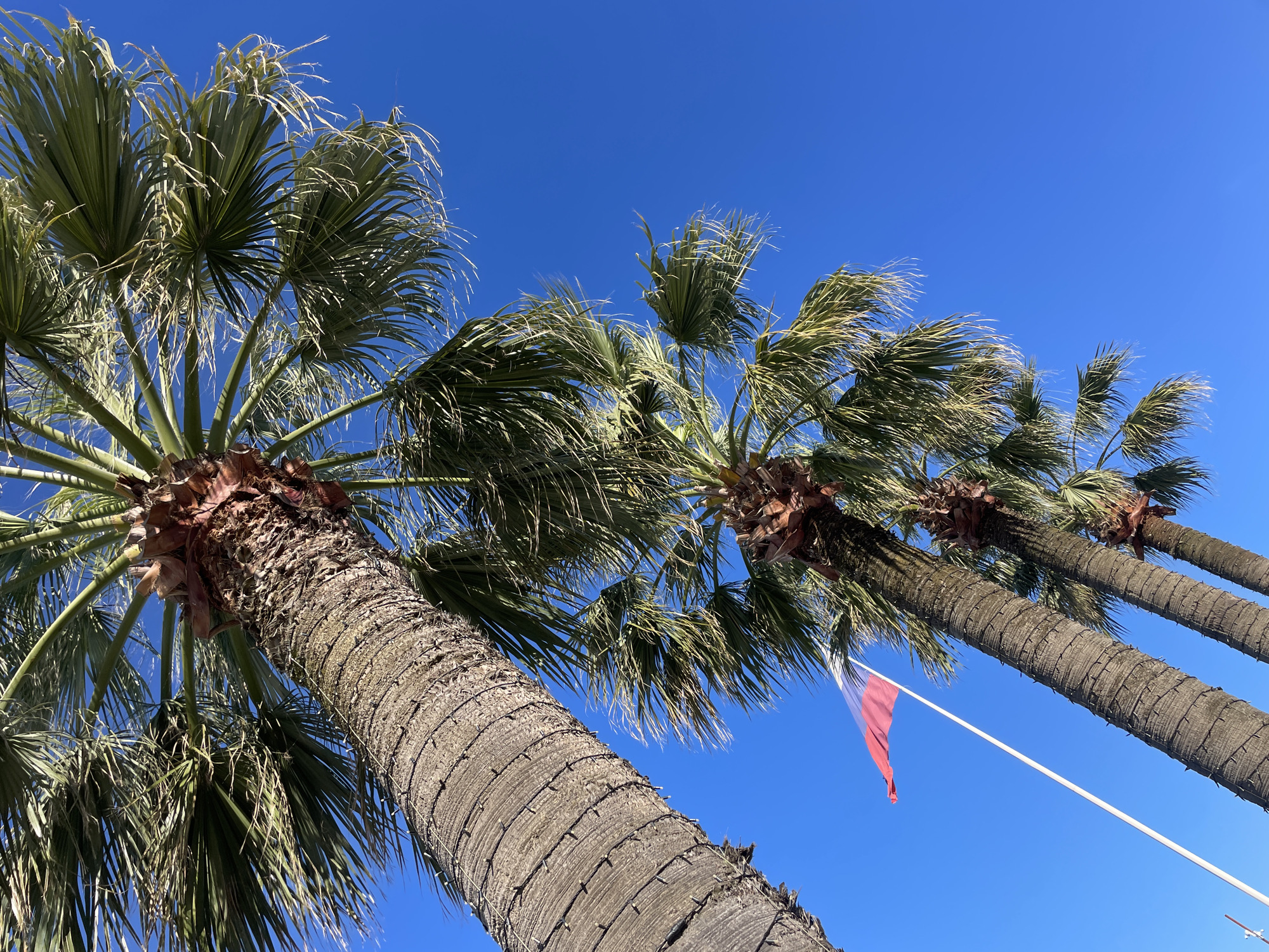 The image presents an upward view of several palm trees against a clear, brilliant blue sky, located in Sochi, Russia.
At least three palm trees are prominently featured, their sturdy, brown trunks displaying distinct horizontal ring patterns from old leaf bases. The fronds, a blend of light and dark green, are long, slender, and fan-shaped, emanating from the top of the trunks. Many of these fronds appear slightly windswept and blurred, indicating the presence of a light breeze. The edges of the fronds are brightly illuminated by the sun, giving them a lighter, almost translucent appearance against the sky.
The sky is a uniform, deep azure, completely free of clouds, signifying a bright and sunny day. In the lower right section of the frame, a small, vibrant red flag or banner is visible, attached to a thin white pole that extends diagonally upwards. The flag is fluttering, further confirming the breezy conditions.
The time of day is clearly daytime, characterized by the strong sunlight and clear sky. The weather is fair and pleasant, with ample sunshine and a gentle wind. There are no people or specific activities taking place, just the natural elements of the scene. No text is visible anywhere in the image. The overall impression is one of calm, warmth, and a typical sunny day in a subtropical environment.
