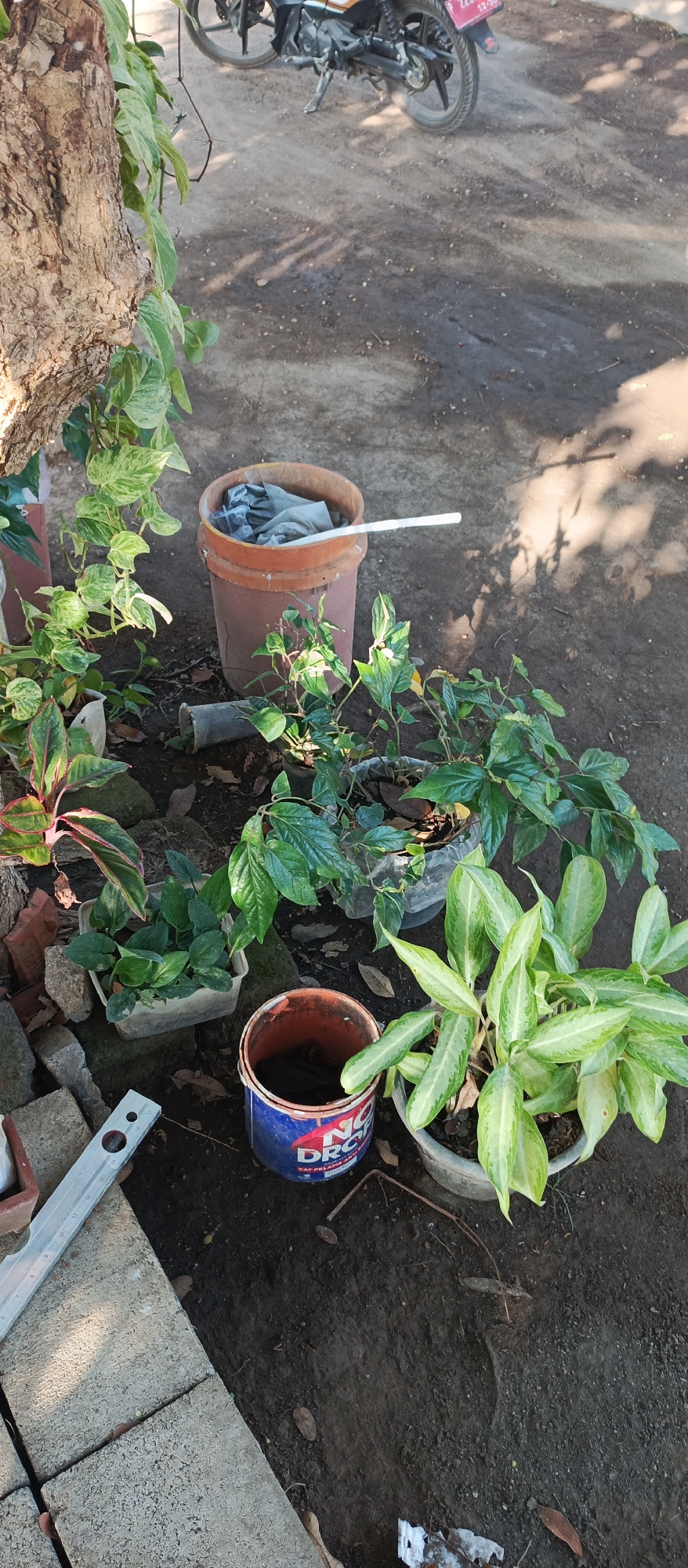 In the city of Arjasa, Indonesia, an outdoor scene unfolds on a dirt ground surface. A motorcycle is parked in the background, partially visible. In the foreground, several potted plants are arranged. One plant is in a dark pot, while another is in a grey plastic pot. To the left, a metal level tool rests on what appears to be concrete blocks. A brown bucket with a white plastic tube sticking out of it is also present, containing what looks like grey material. Nearby, a smaller metal can with red and blue markings, possibly a paint can, sits on the ground. The scene is illuminated by natural sunlight, casting shadows on the ground.