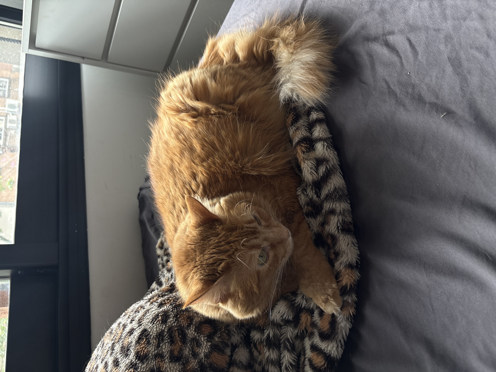 An orange cat lies curled on a blanket. The blanket has a dark brown and grey animal print. The blanket sits on a gray bed. A window and radiator can be seen in the background. The window reveals a building of unknown architecture. The location is unknown and cannot be determined from the visual information in the image. It is not possible to determine that the location is Buenos Aires, Argentina from the image.