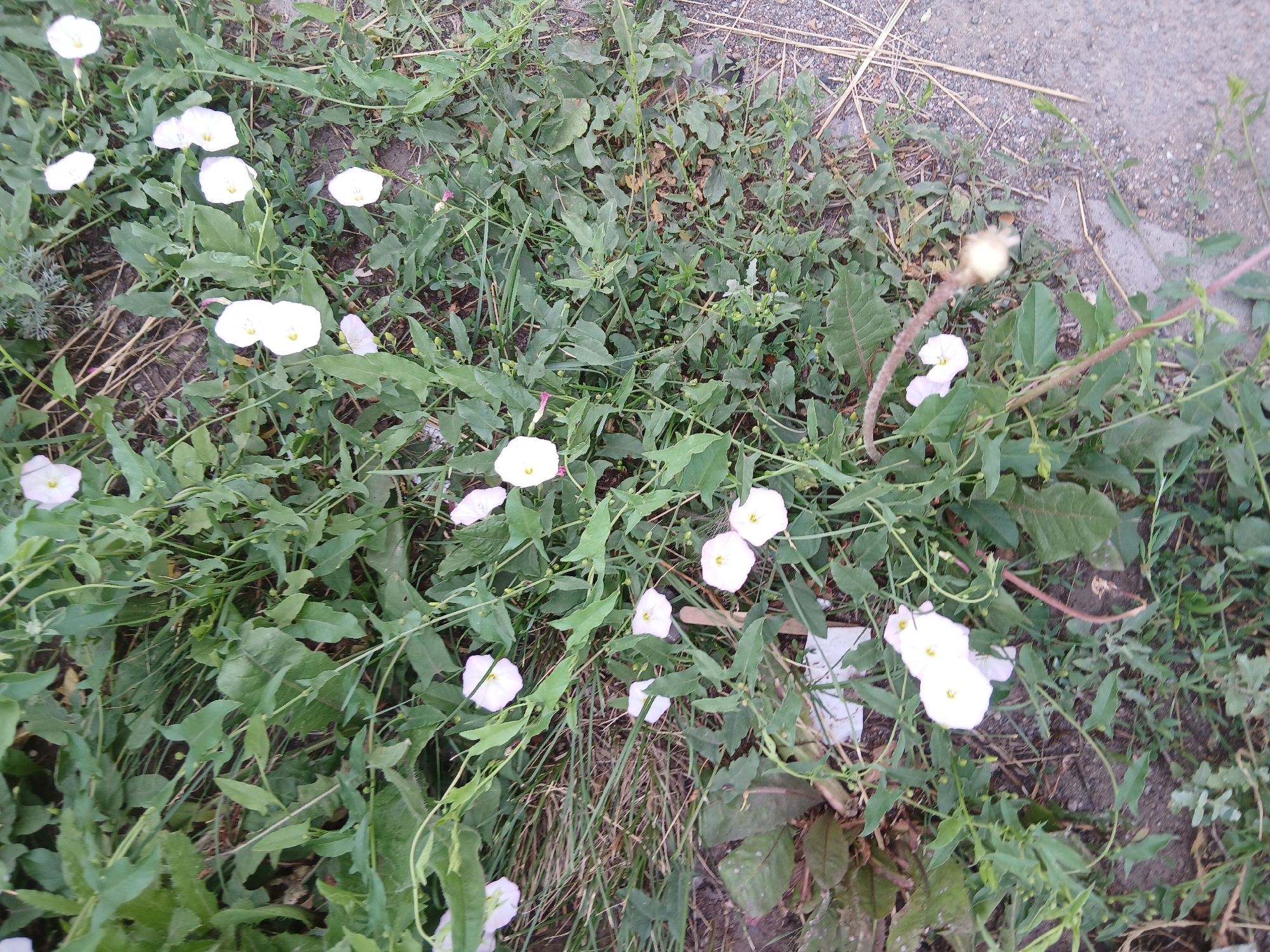 The image depicts a close-up, overhead view of a patch of ground covered with green foliage and several white, trumpet-shaped flowers. The flowers are small to medium in size with delicate petals and yellowish centers. They are interspersed among the green leaves, some of which are broad and heart-shaped, while others are long and slender. The ground is a mixture of dark soil and some dry, straw-like debris. A portion of a gray, gravelly surface, likely a path or road, is visible along the right edge of the frame. The lighting suggests it is daytime. The scene appears to be an outdoor natural or semi-natural area, possibly a verge or unkempt garden bed within the city of Astana, Kazakhstan. There are no people or animals visible in the image.