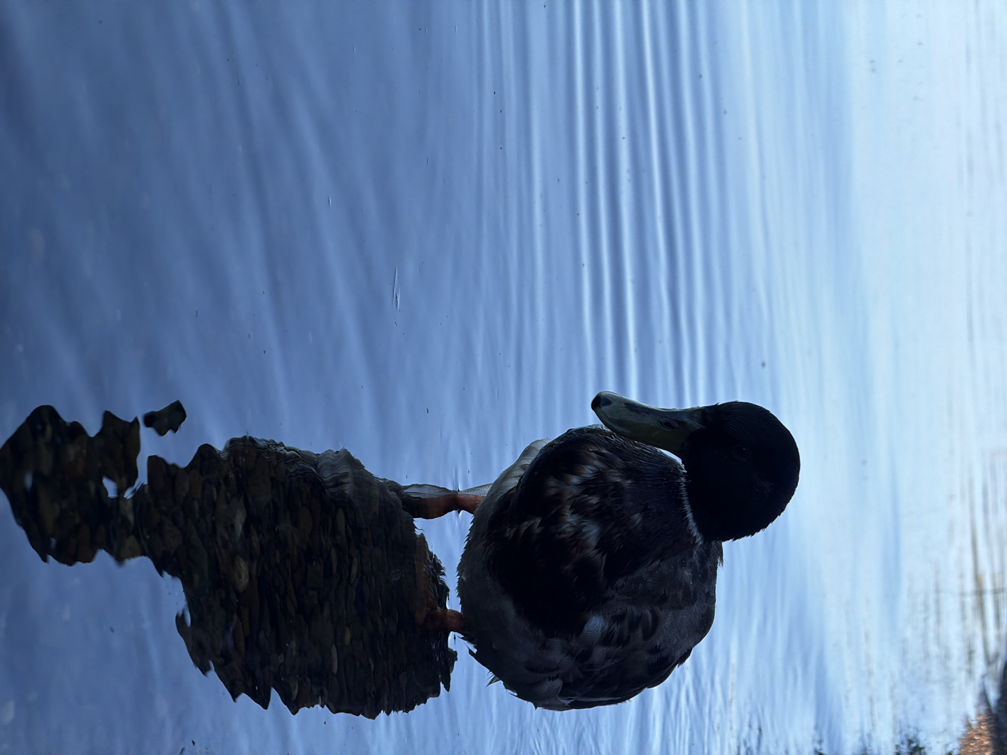 A mallard duck stands in shallow, calm water near the shore of a body of water. The duck is facing left, with its head down as if foraging. Its dark head and neck contrast with its mottled brown and white body. The water is a deep blue, with subtle ripples and reflections of the duck and the rocky shore visible. The scene appears to be a natural outdoor setting, likely a park or a natural area, possibly near the Kama River in Chaikovsky, Russia, given its location. There are no people or other animals visible in the frame. The lighting suggests it might be early morning or late evening.