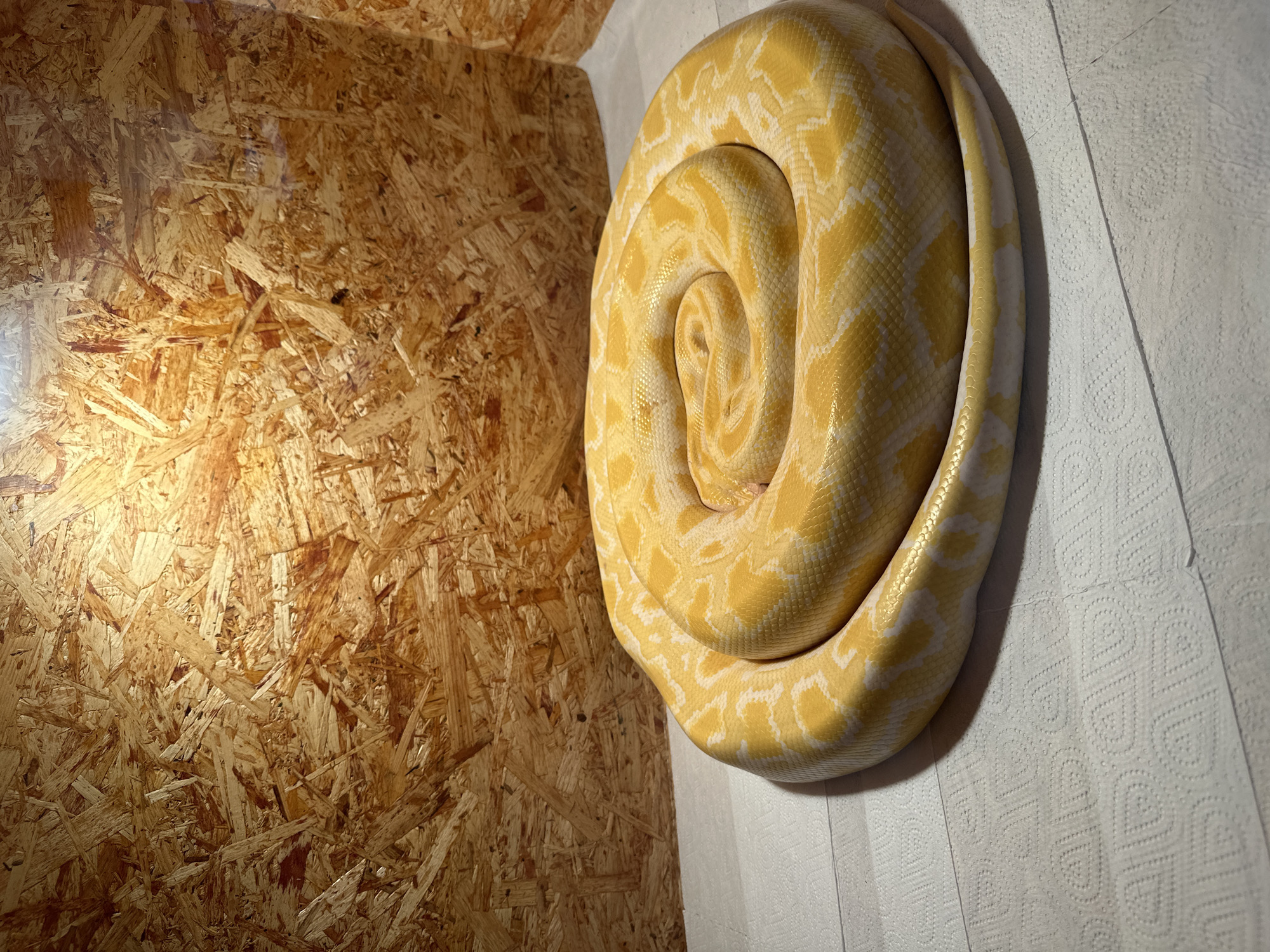 A large, yellow and white patterned snake is coiled on a white, textured surface, possibly paper towels. The snake is positioned between two walls. One wall is constructed of oriented strand board (OSB), while the other is covered with the same white, textured material as the surface the snake rests on. The location is indoors. The city and country are not ascertainable from the visual information.