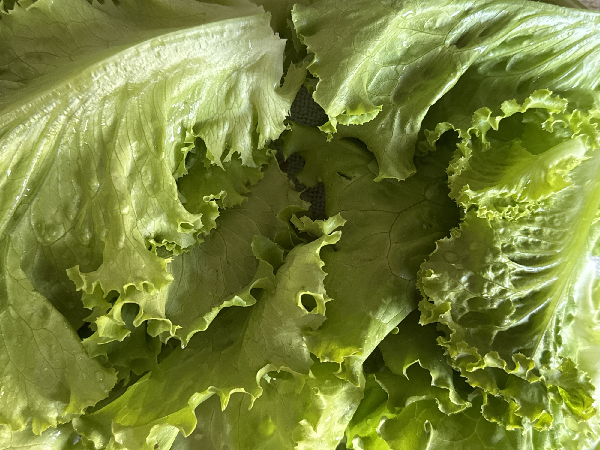 The image is a close-up, overhead view of a pile of fresh, bright green lettuce leaves. The leaves are ruffled and textured, with visible veins and a slight sheen of moisture. The lighting highlights the crispness of the lettuce and creates a natural, organic feel. There are no discernible elements that would allow for the identification of a specific location within Rzhev, Russia, or any other city. The image focuses solely on the produce itself.
