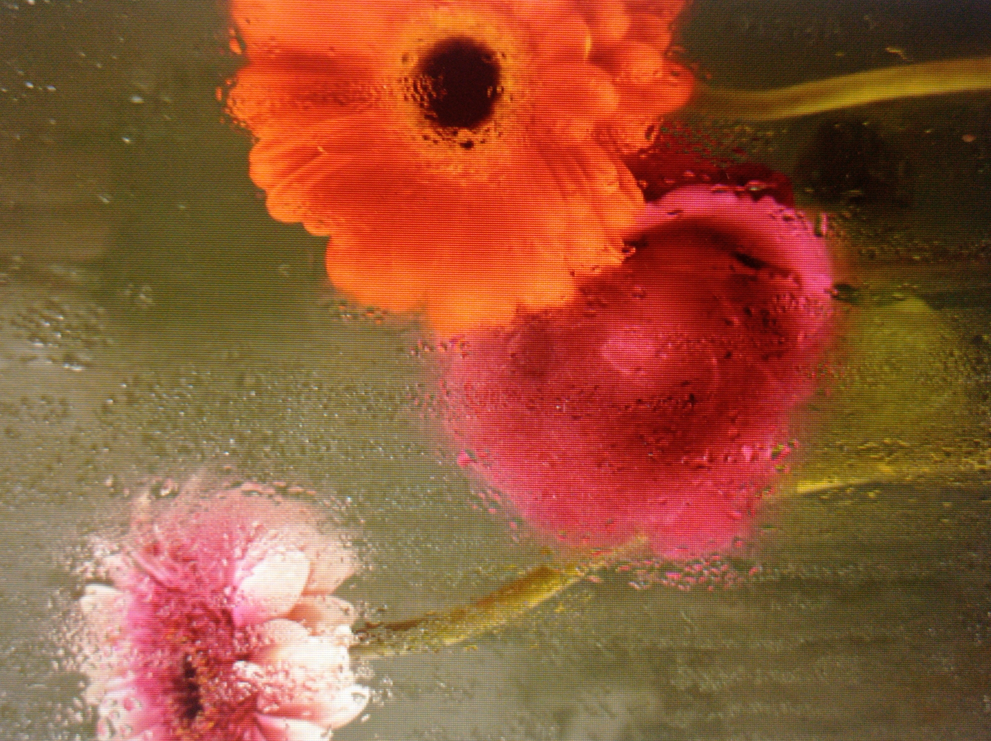 The image shows three gerbera daisies behind a pane of glass with water droplets on it. The flowers are in various shades of pink and orange. The background is a blurred green and brown. The image is a still life composition. There is no discernible location in the city of Mukachevo, Ukraine.