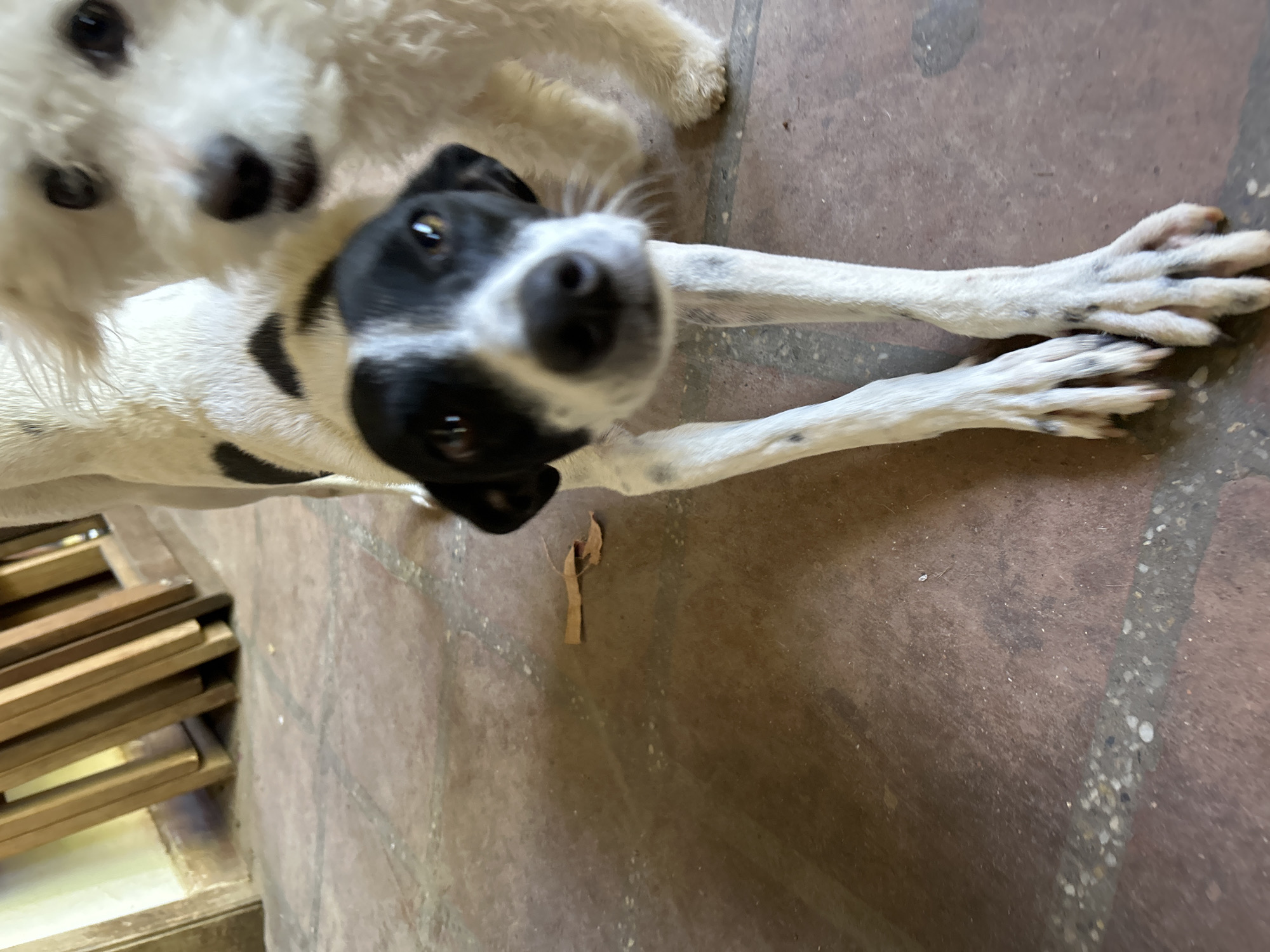 This image depicts two dogs on a tiled floor, likely outdoors or in a covered patio area. The foreground features a black and white dog, which is in focus and appears to be stretching or resting, with its front legs extended. Its head is turned towards the camera, showing its black markings around its eyes and nose. Behind it, a white, fluffy dog is partially visible, also facing the camera but out of focus. The background shows wooden structures and a wall. The floor is made of reddish-brown tiles with some lighter grout lines and a few small debris items scattered on it, including a small dry leaf. The lighting suggests it is daytime. The scene does not provide enough visual information to determine the specific location within Santa Ana, Venezuela, beyond the general environment of a tiled outdoor or semi-outdoor space.