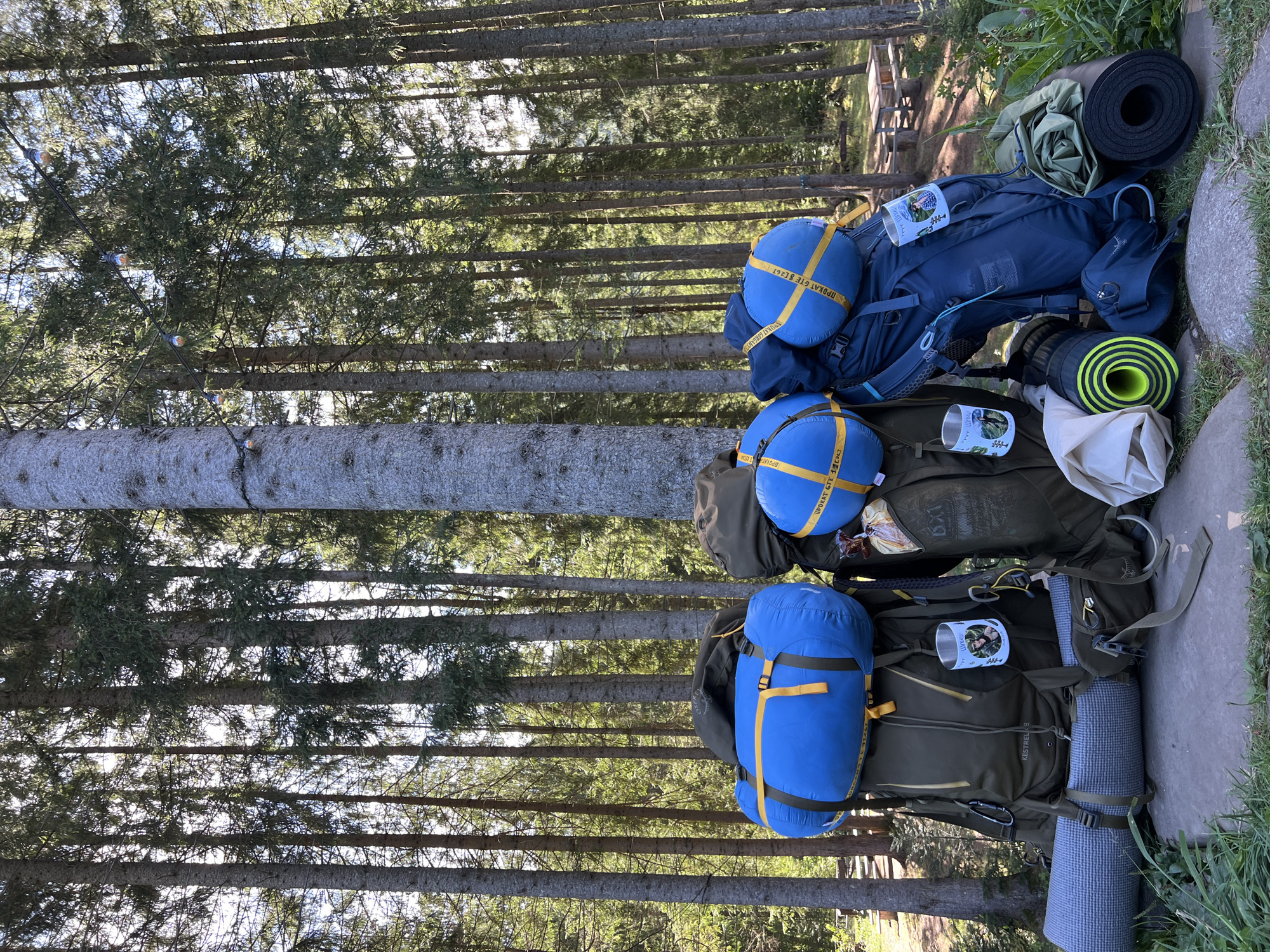 The image depicts a forest scene in Vorokhta, Ukraine, with camping equipment arranged on a paved surface in front of tall coniferous trees. Three large backpacks are the central focus. The leftmost backpack is olive green and features a blue sleeping bag secured to its top with yellow straps. A gray sleeping mat is attached horizontally to the bottom of this backpack. To its right is another olive green backpack, with a blue sleeping bag also secured to its top with yellow straps. This sleeping bag has visible text in Cyrillic script. The rightmost backpack is dark blue and has a blue sleeping bag on top, again with yellow straps and Cyrillic text. In front of the backpacks, several rolled sleeping mats are visible, including two in neon yellow and black, and one black mat. There are also other camping items such as a rolled green sleeping bag and a white fabric bundle. Two metal mugs with printed images are hanging from the olive green backpacks. The background consists of a dense forest of pine trees, with sunlight filtering through the branches. In the distance, a wooden picnic table and benches can be seen. The ground is covered with grass and stones.
