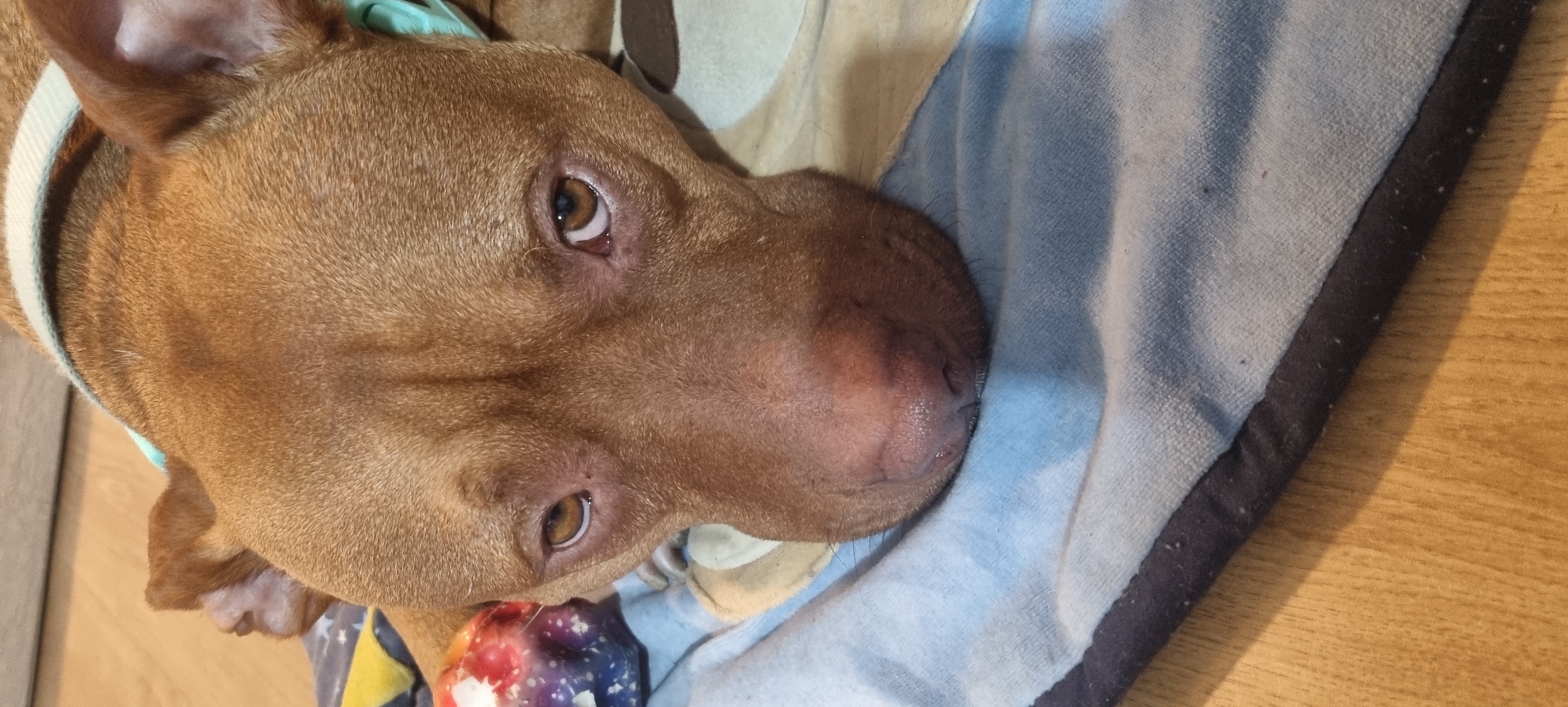 A close-up, overhead shot features a brown dog resting indoors. The dog, likely a Pit Bull or similar breed, has short, reddish-brown (fawn or sable) fur and is wearing a light blue or mint green collar. Its head and upper body are prominently displayed, with the dog looking directly at the camera. The dog's eyes are a warm brown, conveying a calm and gentle expression.
The dog is positioned on a light blue, fuzzy blanket or towel, which takes up much of the left and central parts of the frame. This blanket has a dark blue or black trim bordering a light wooden floor visible on the right side of the image. A colorful, spherical toy with a marbled, galaxy-like pattern (featuring purple, blue, red, and white hues) is partially visible near the dog's chin. The scene depicts a quiet, relaxed moment within what appears to be a home setting, possibly in Sofia, Bulgaria. The lighting suggests it is daytime. No text is visible in the image.