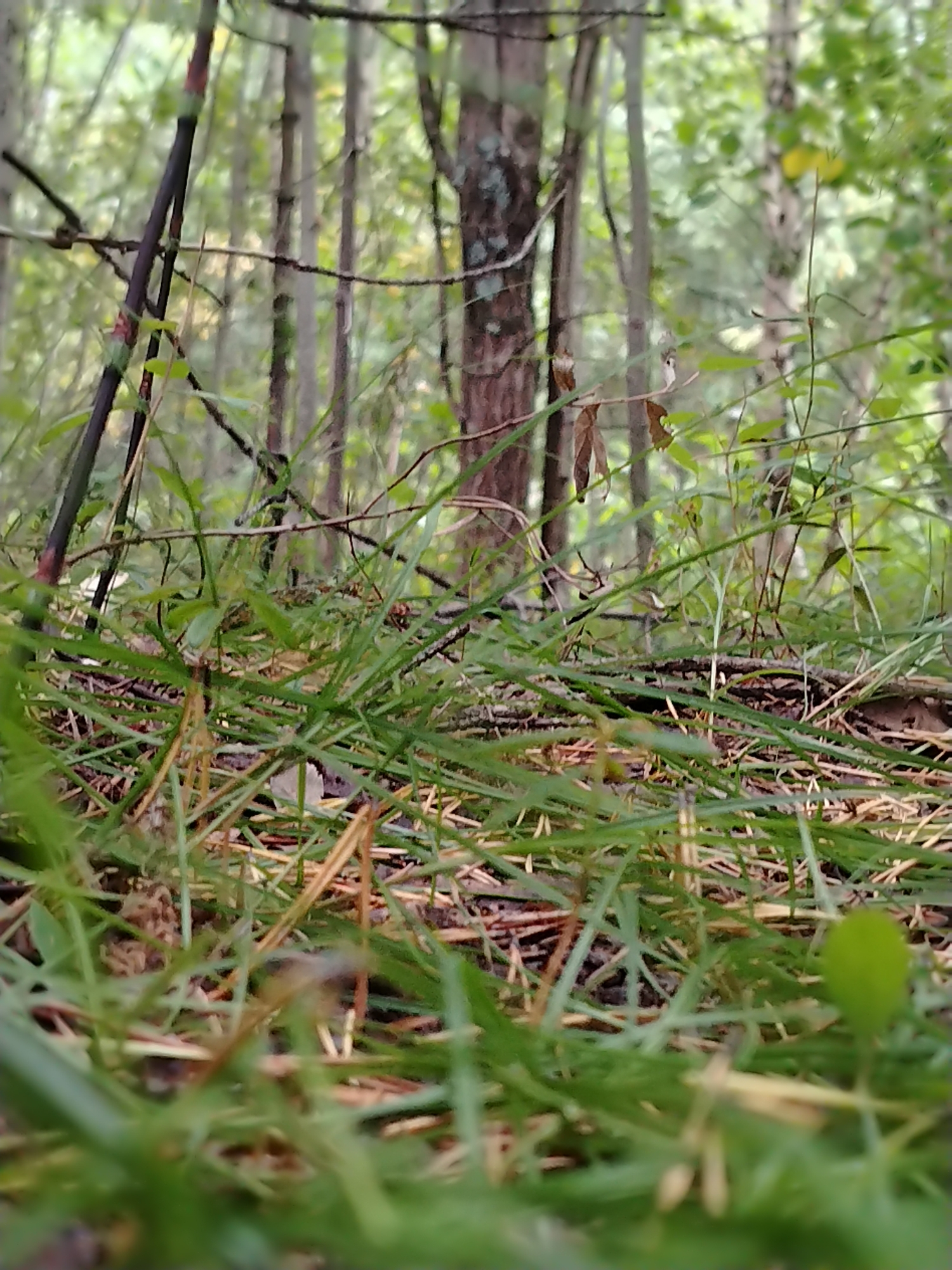 The image shows a low-angle, ground-level view of a forest floor with lush green grass in the foreground. The grass is a mix of short and long blades, with some dried leaves and twigs interspersed. Behind the grass, several thin tree trunks are visible, suggesting a dense forest. The trees are a mix of light and dark bark, and the background is blurred, indicating a shallow depth of field. The lighting suggests an overcast day, with soft, diffused light filtering through the canopy. There are no people or animals visible in the image. The location is the city of Muravlenko, Russia, which is known for its natural landscapes, including forests and marshlands.