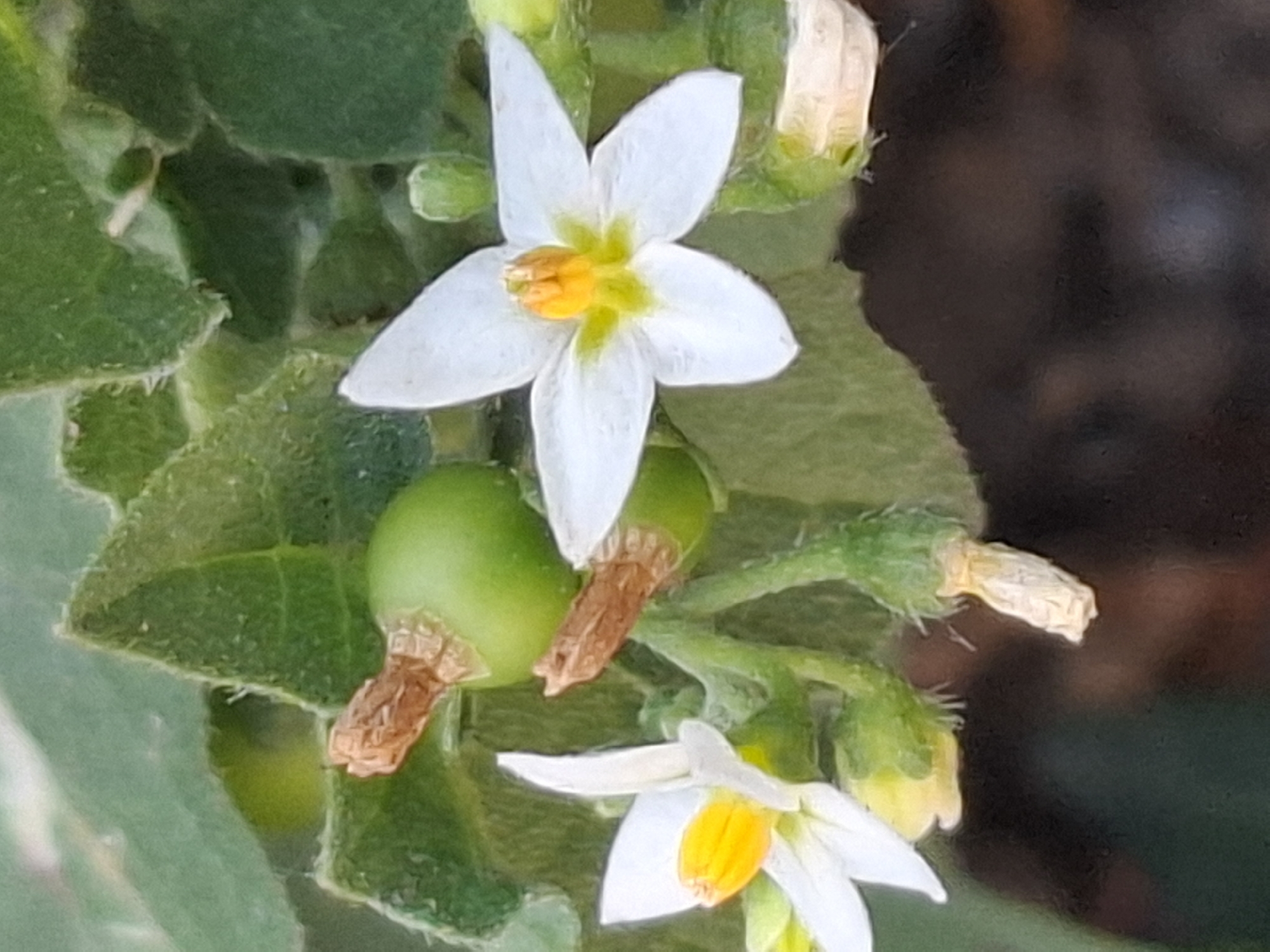 A close-up, slightly blurry photograph captures two white, star-shaped flowers with yellow centers on a green leafy plant. Two small, round, green berries with brown stems are visible behind and between the flowers. The background consists of soft-focus green leaves and a dark, out-of-focus area that may represent soil or other ground cover. The image does not depict any specific location in Almaty, Kazakhstan, as it is a general nature photograph without any identifiable landmarks or contextual clues.