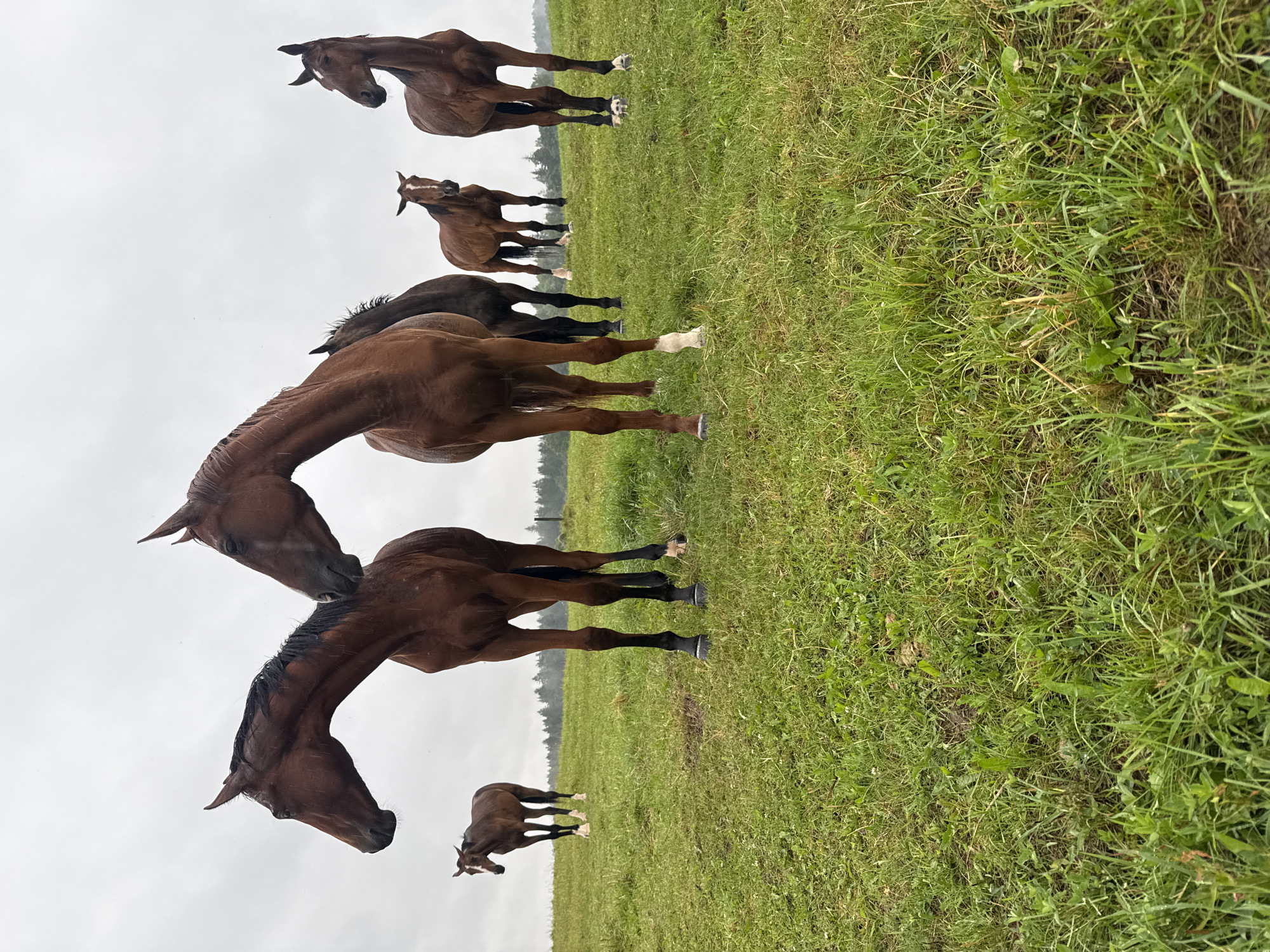 The image depicts a group of six brown horses standing in a grassy field under an overcast sky. The horses are of varying sizes and are positioned at different distances from the camera. The foreground is dominated by lush green grass with some scattered clover. In the background, a line of trees can be seen, suggesting a rural or semi-rural environment. The weather appears to be damp, with water droplets visible on the horses' coats and the grass. The scene is devoid of any human presence. The location is identified as Galinė, Lithuania.