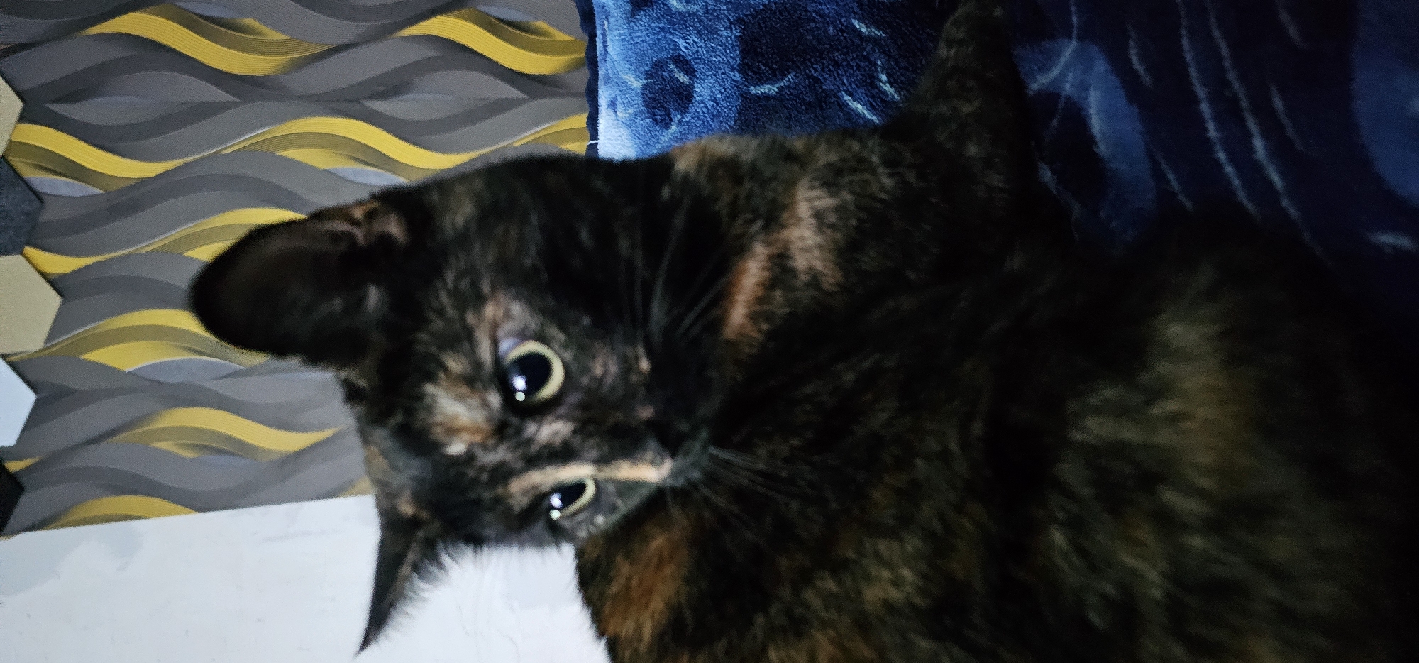 A tortoishell cat with black, brown, and tan fur is depicted in a close-up, slightly blurred portrait. The cat is looking to its left with large, bright eyes. Behind the cat, a patterned wallpaper with grey and yellow wavy stripes is visible, along with a blue, fuzzy blanket. The image appears to have been taken indoors, in a domestic setting. The specific location within Kilwinning, United Kingdom, is not discernible from the provided image.