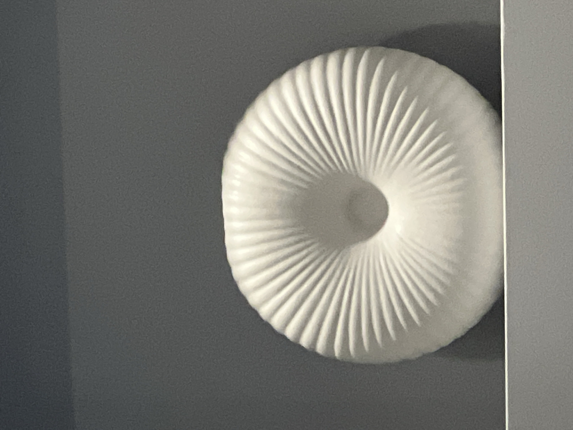 A close-up, waist-up shot shows a white, toroidal object with a fluted surface, reminiscent of a seashell or a cushion, centered against a plain gray background. The object rests on a white surface. The image is from Podgumer, Bulgaria.