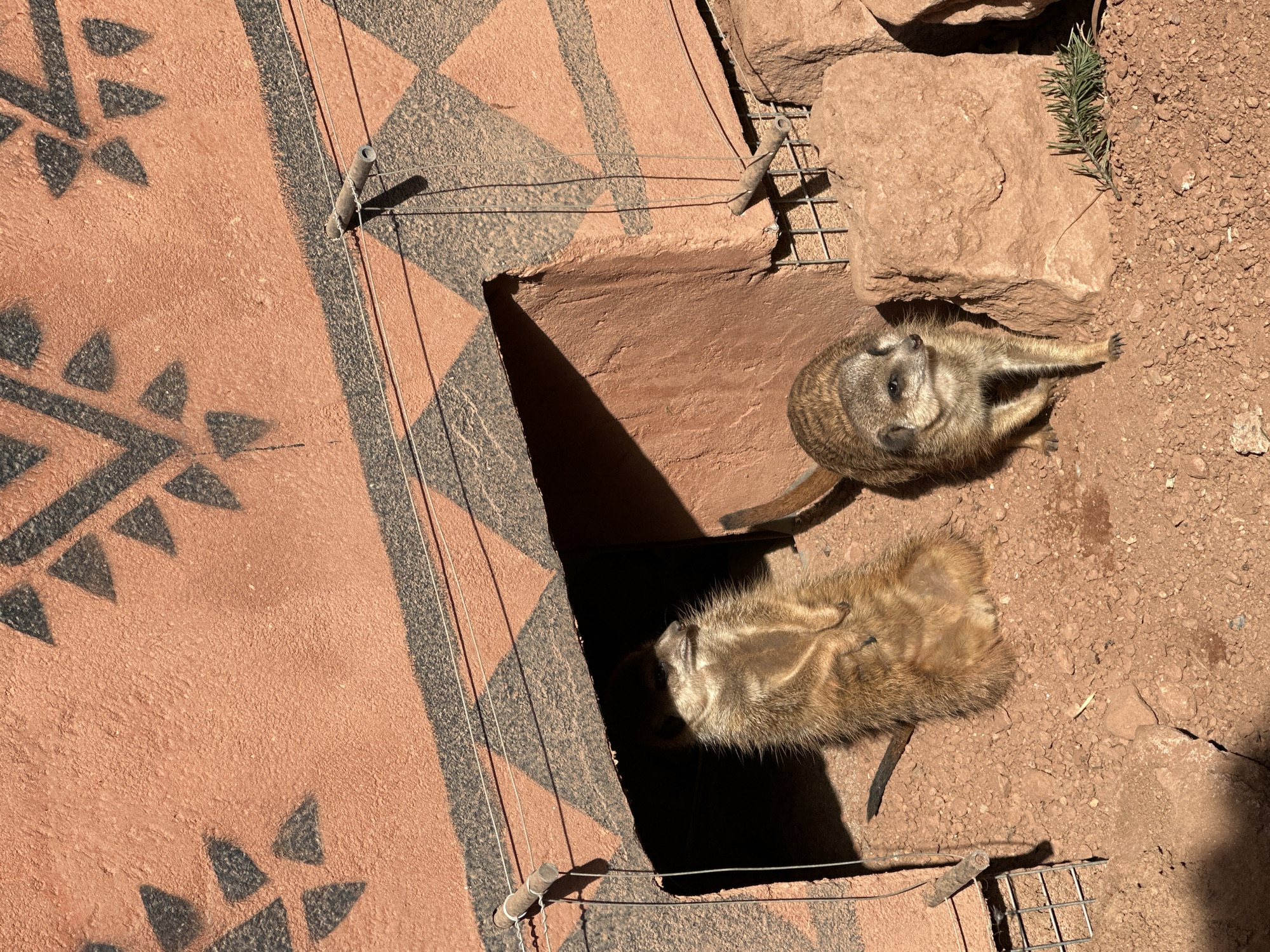 The photograph depicts two meerkats near an enclosure in what appears to be an outdoor zoo environment. One meerkat is lying near the entrance of a burrow, while the other is outside the burrow, on an area with reddish-brown soil and rocks. The enclosure is a red color with black geometric patterns. The zoo is located in the city of Wrocław, Poland.