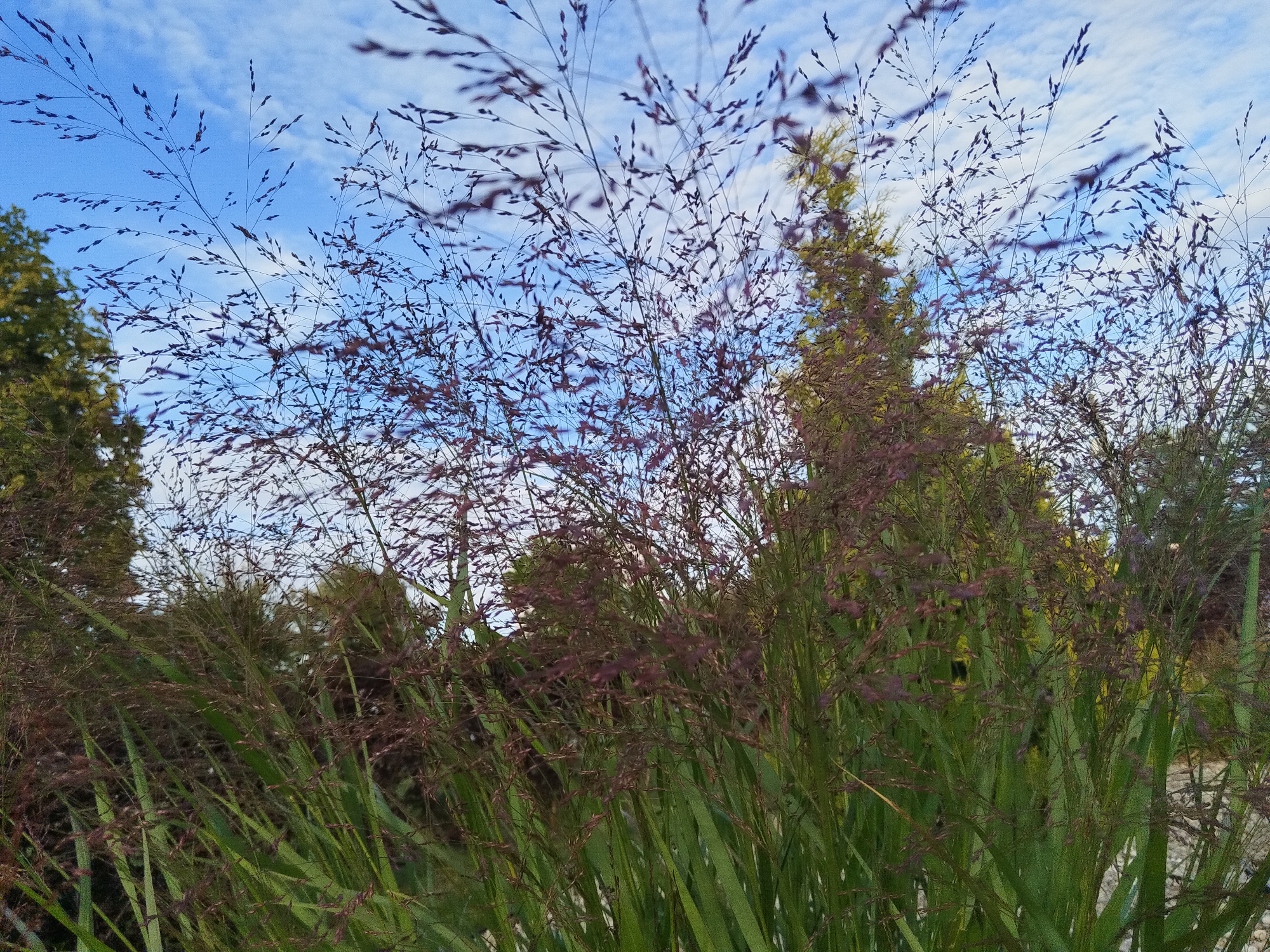 In a close-up, low-angle shot, tall ornamental grasses with slender, purplish seed heads dominate the foreground. Their green blades are mostly out of focus, directing the viewer's eye upward towards the sky. The background consists of a bright blue sky with scattered white, wispy clouds. To the left, the blurred green foliage of a conifer tree is visible, and to the right, the yellowish-green leaves of another tree or shrub add a touch of color. The scene appears to be outdoors in a park or garden setting, possibly in the city of Brest, Belarus, given the context. There are no people or animals visible in the image. The lighting suggests it is daytime, likely with a bright sun, although the sun itself is not directly in view.