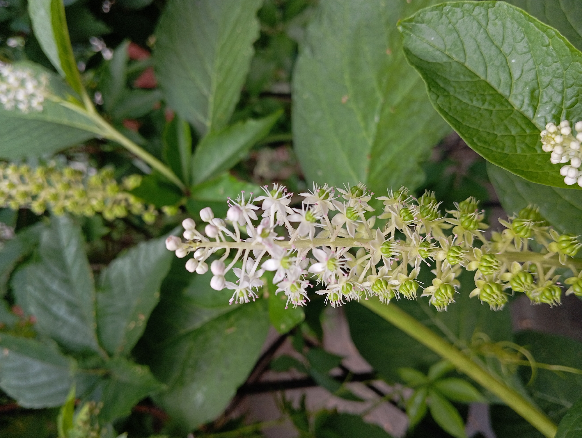 A close-up, eye-level, vertical shot focuses on a blooming white and green plant. The plant features a central stalk with a dense cluster of small, star-shaped white flowers with pink stamen, interspersed with unopened green buds. The stalk is surrounded by large, dark green, textured leaves. In the background, other green foliage and parts of the plant are visible, some out of focus. The lighting is natural and diffused. The image was taken in an outdoor environment. The exact location within the city of Unknown, Unknown cannot be determined from the image alone. There are no people or animals present.