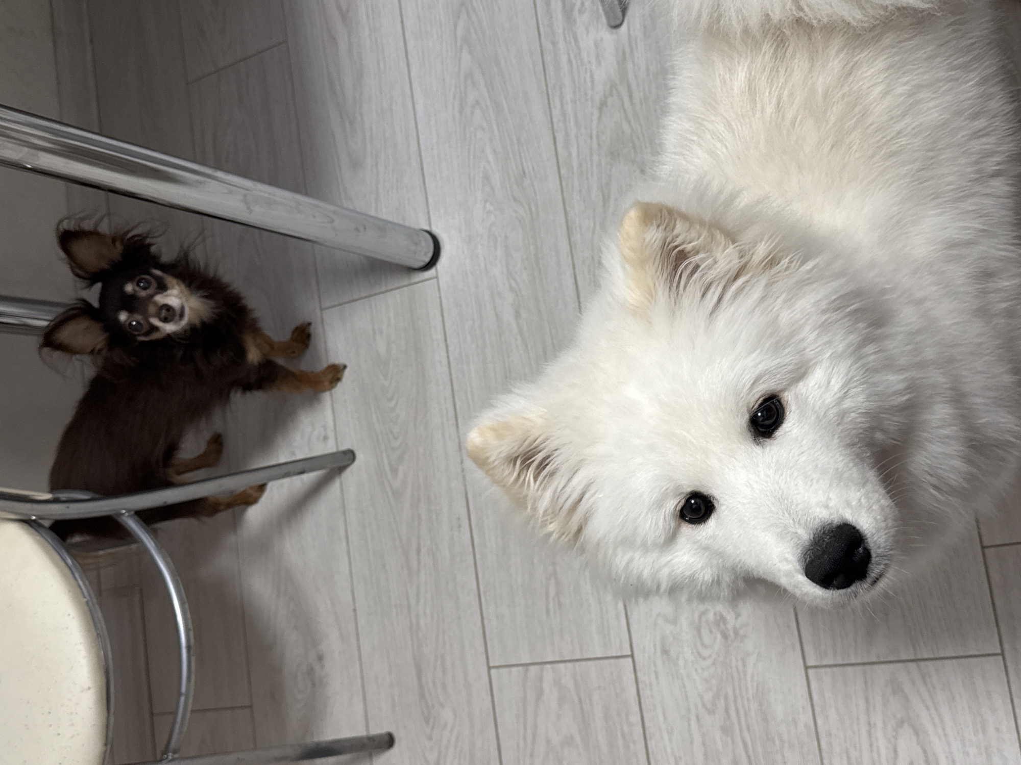 Location: Likely indoors, possibly in a residential setting in Chaikovsky, Russia.
Subjects:
- A small, brown and black Chihuahua-like dog sitting on a chair near the edge of the frame. It is looking towards the camera.
- A large, white, fluffy dog, possibly a Samoyed, laying on the floor. Its face is close to the camera and it is also looking at the camera.
Objects:
- Chrome-colored chair with a white seat.
- Light-colored wooden floor with a plank pattern.
Actions:
- The dogs are looking at the camera, likely observing someone or something.
Environment:
- The room is well-lit.
- The floor is clean and uncluttered.