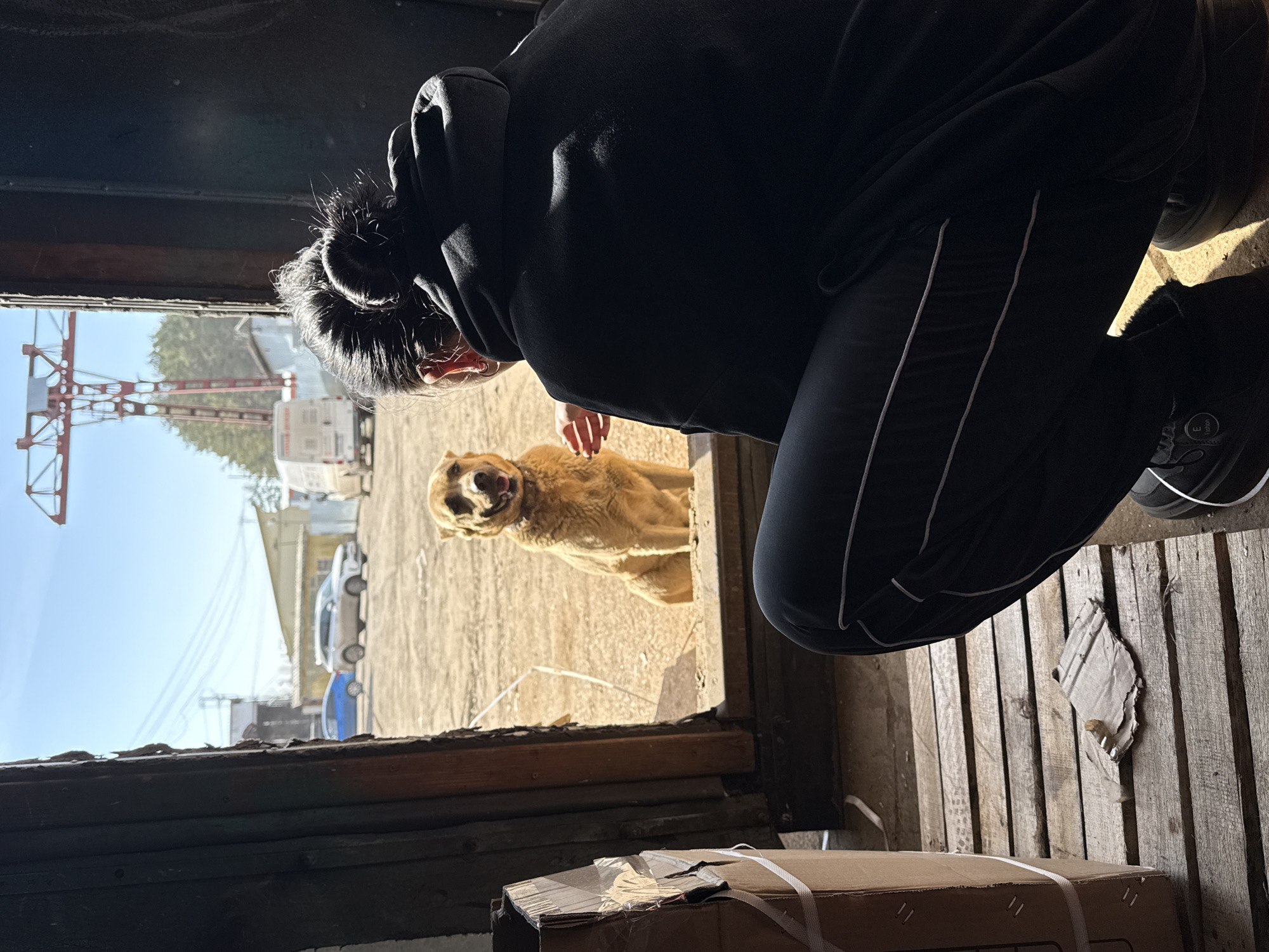 A person with their hair in a bun wearing a black hoodie and black athletic pants is squatting down to pet a golden-colored dog that is standing outside a doorway. The dog is looking up at the person with its tongue slightly out. The scene is viewed from inside a wooden structure, likely a shed or outbuilding. In the background, visible through the doorway, is an outdoor area. Visible are a large red and white gantry crane and several buildings. Based on the available information, this photo was taken in the city of Chaikovsky, Russia. There's also a cardboard box and cardboard debris inside the wooden structure.