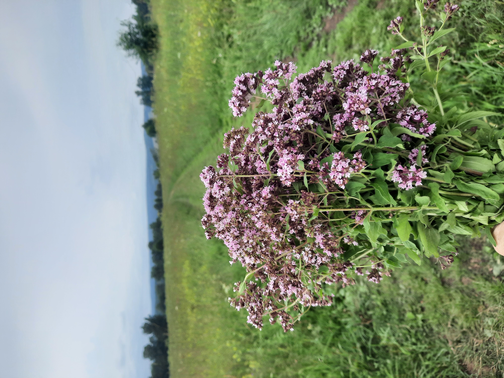 A hand holds a bouquet of pink oregano flowers in the foreground, with a dirt path leading through a green field in the background under a cloudy sky. The field is bordered by trees and hills in the distance. The image was taken in Zelenogorskiy, Russia.